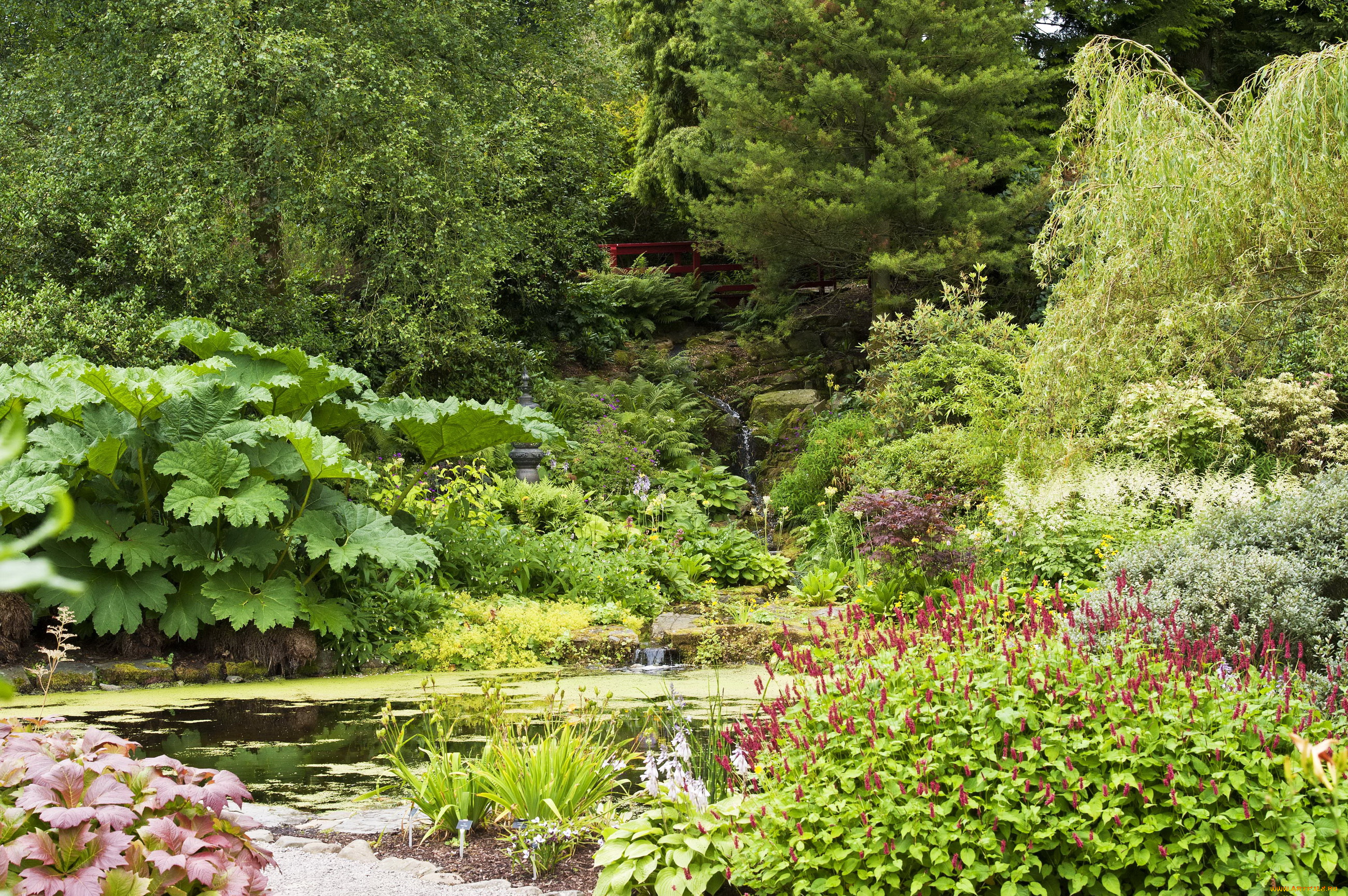 природа, парк, японский, сад, пруд, цветы, кусты, деревья