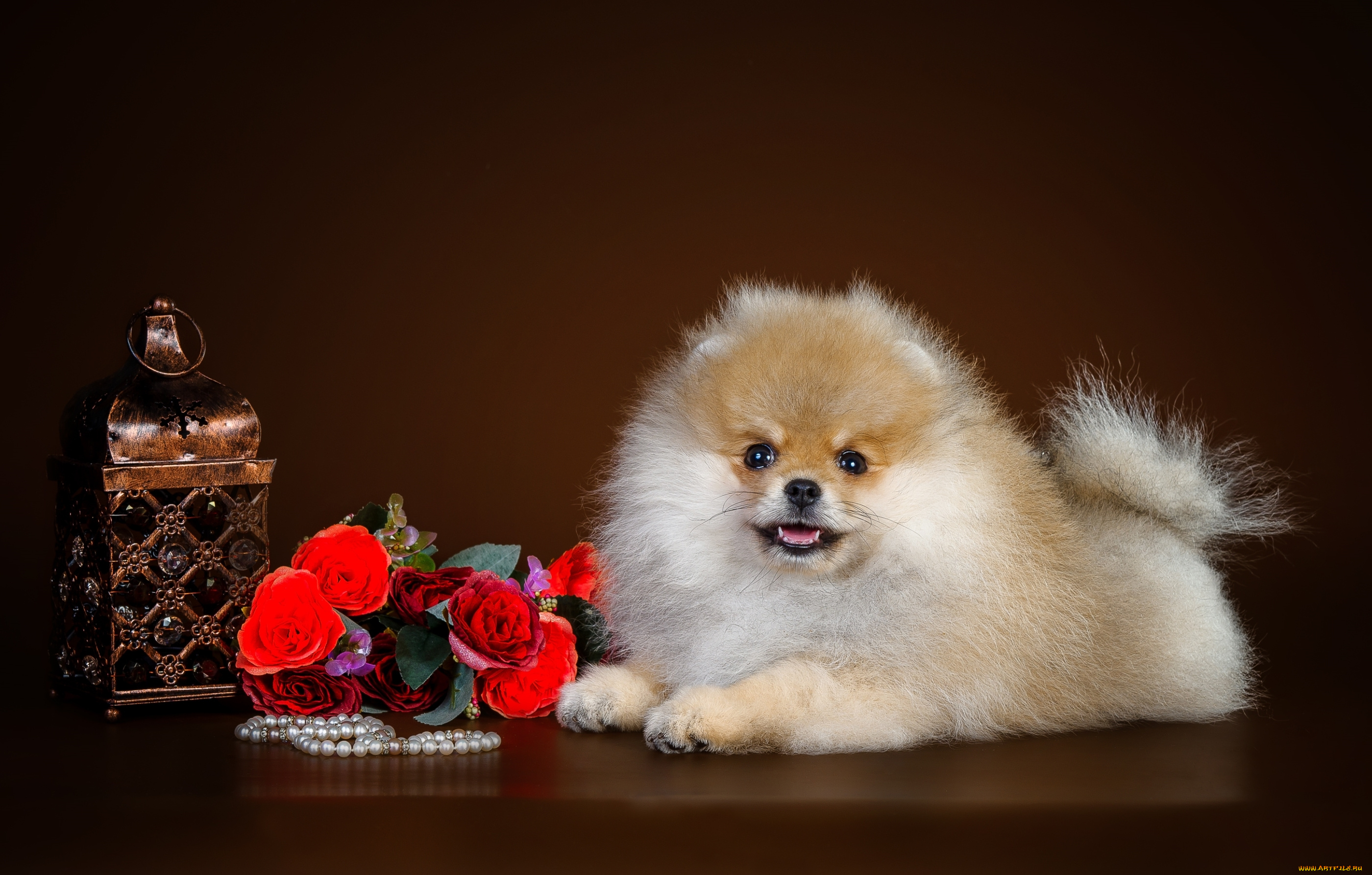 животные, собаки, щенок, милый, шпиц