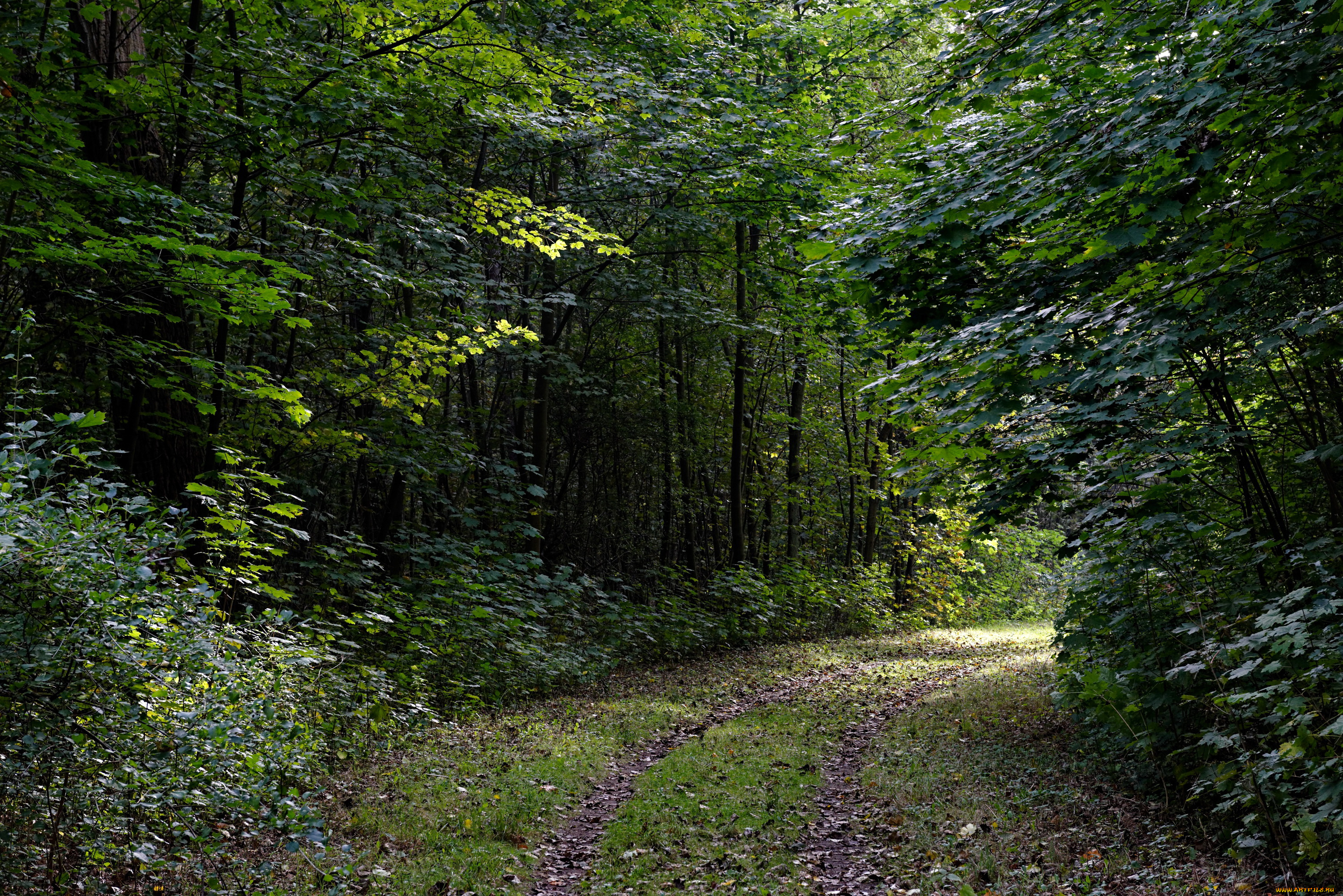 природа, дороги, нидерланды, лес, дорога, деревья, кусты