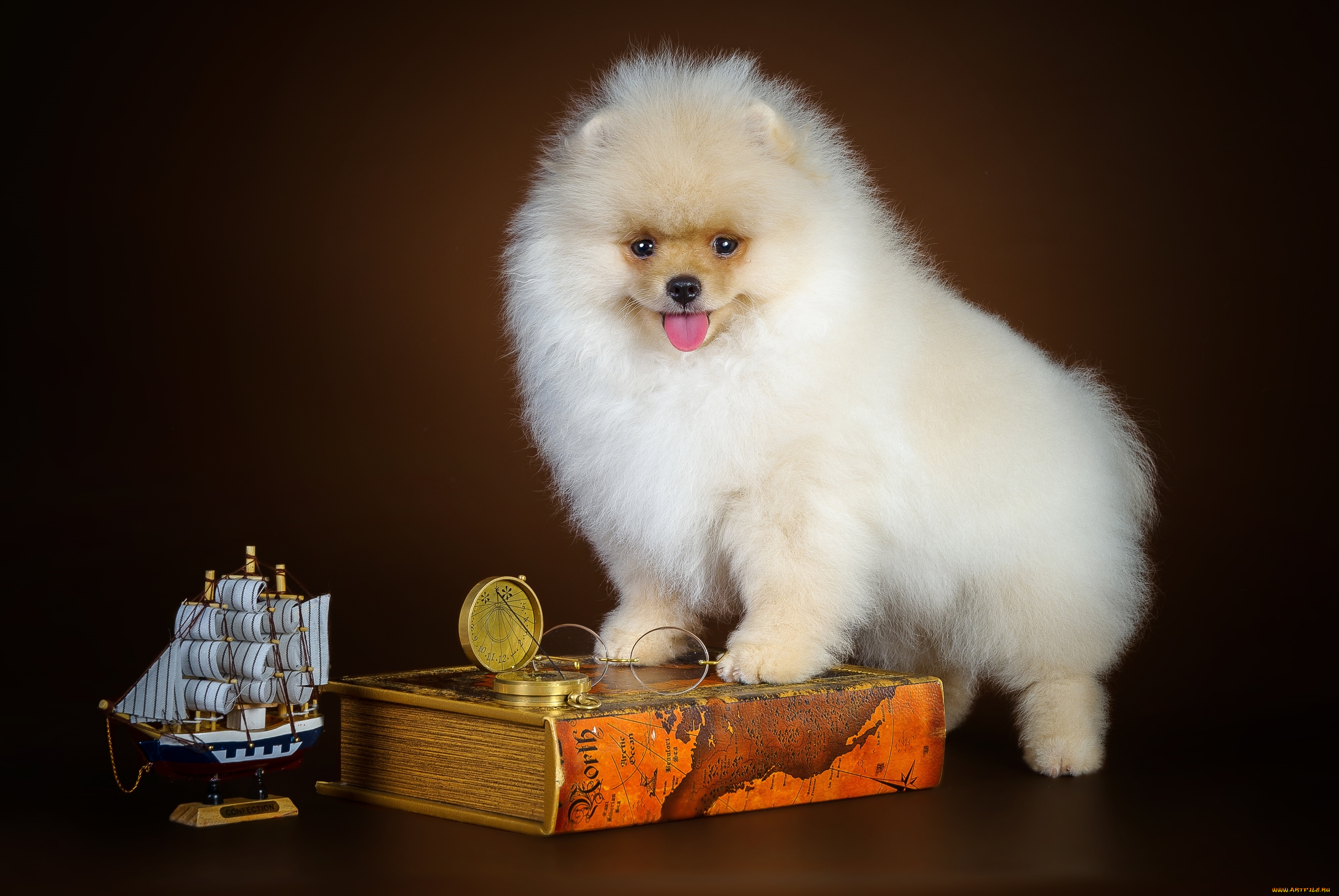 животные, собаки, щенок, корабль, шпиц