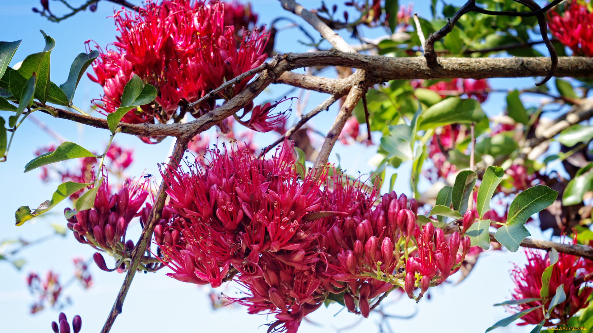 цветы, цветущие, деревья, , , кустарники, дерево, ветка