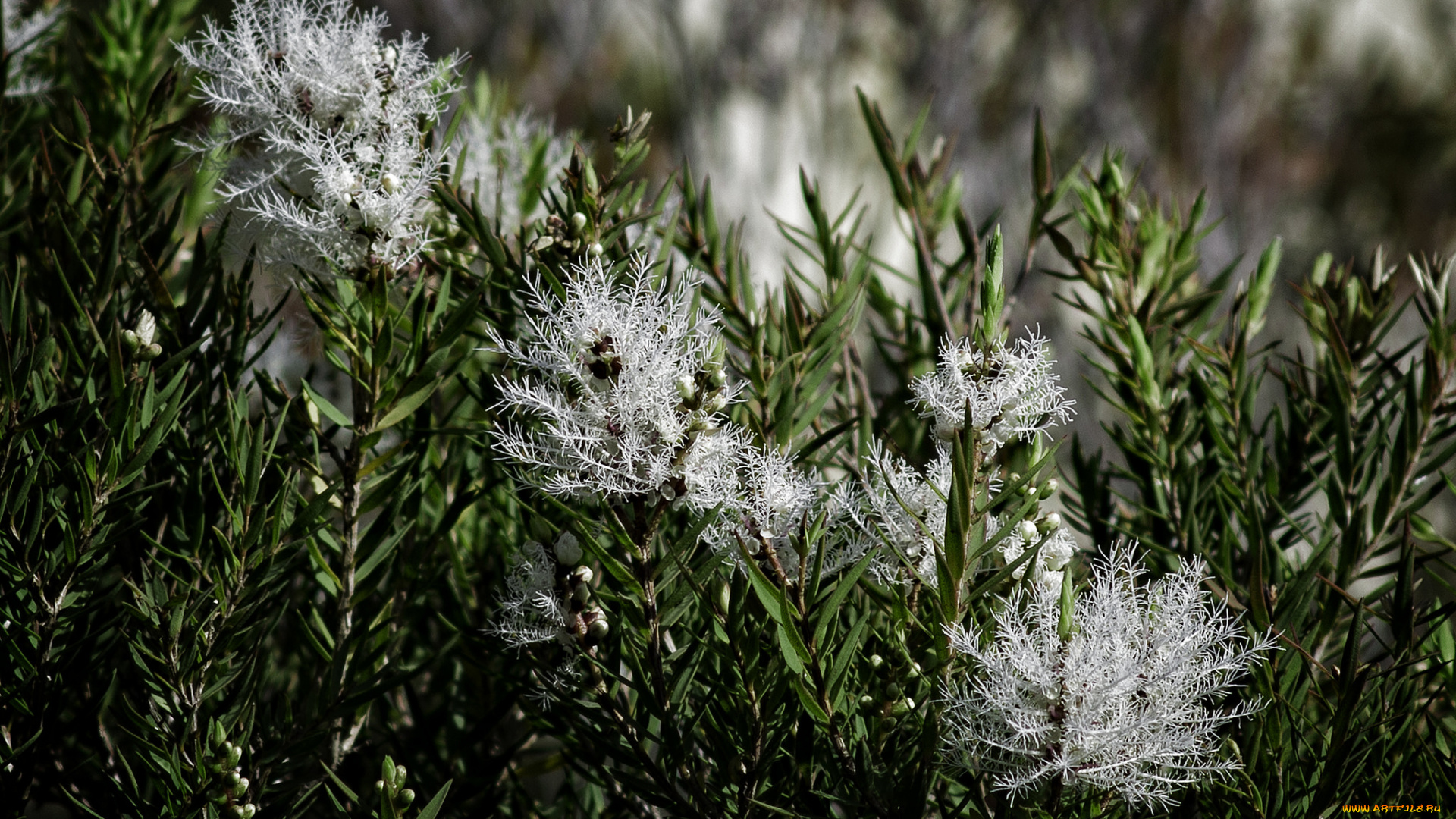 цветы, цветущие, деревья, , , кустарники, необычные, куст