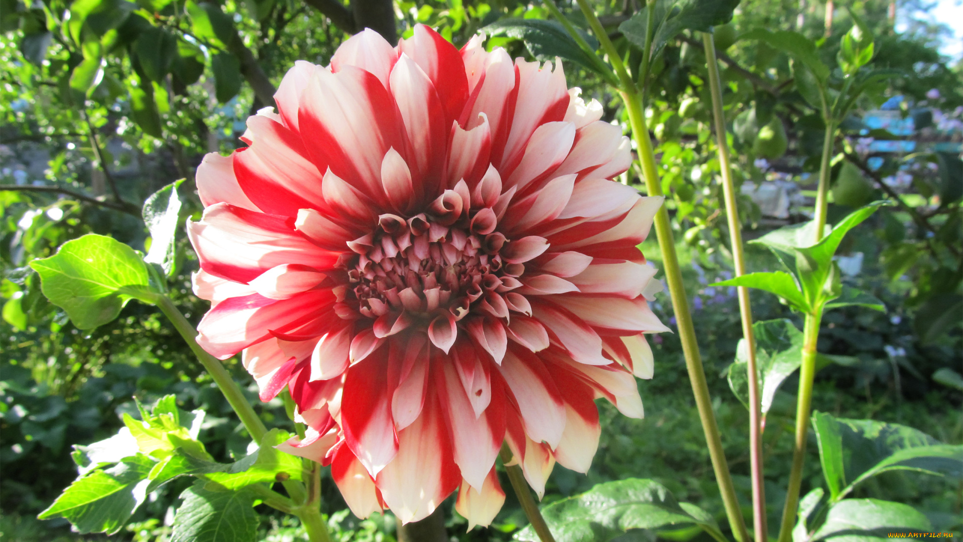 цветы, георгины, цветок, садовый, георгин