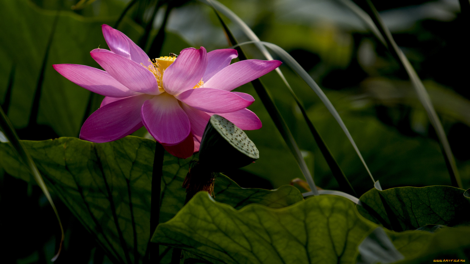 цветы, лотосы, лотос