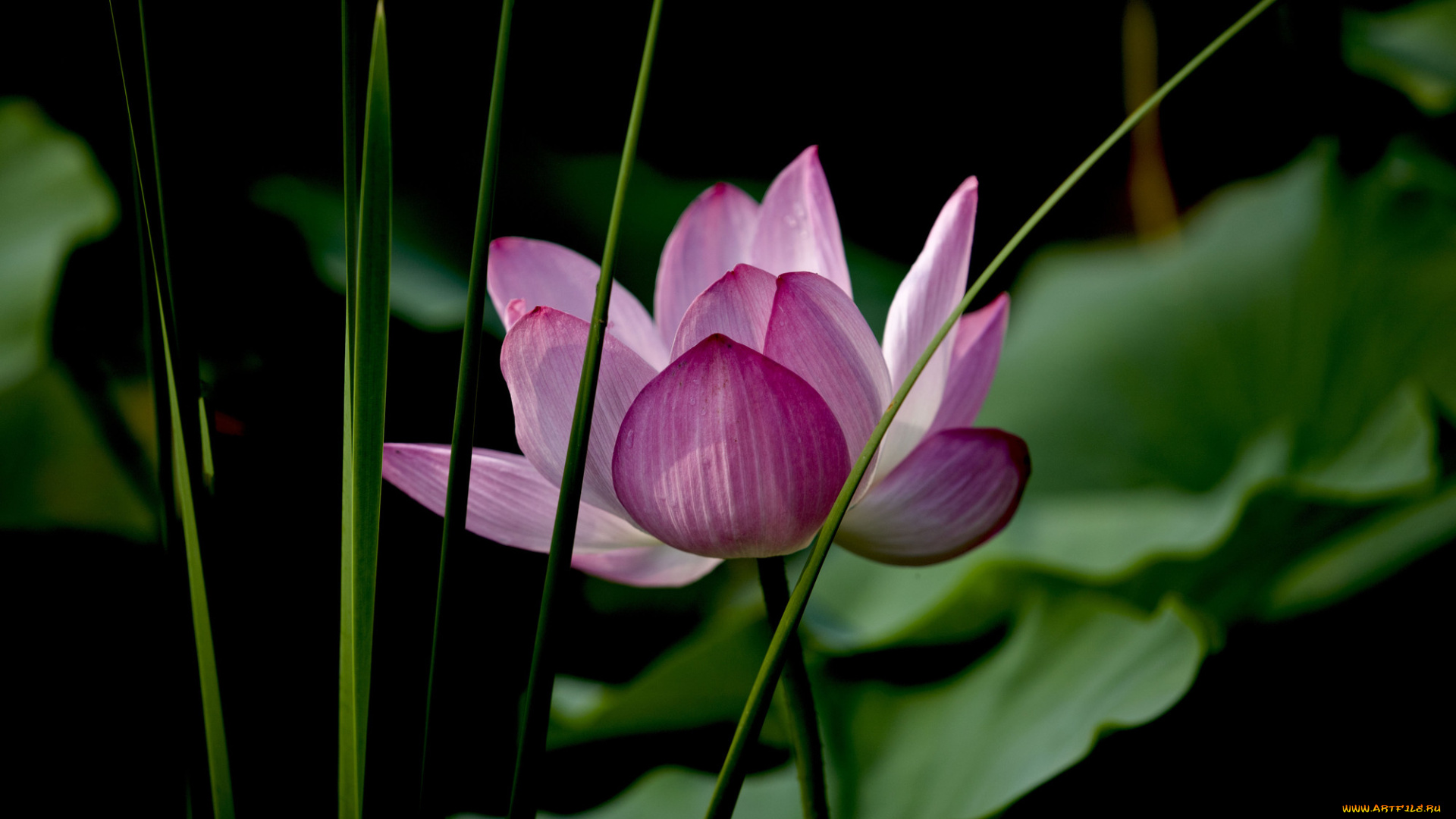 цветы, лотосы, лотос
