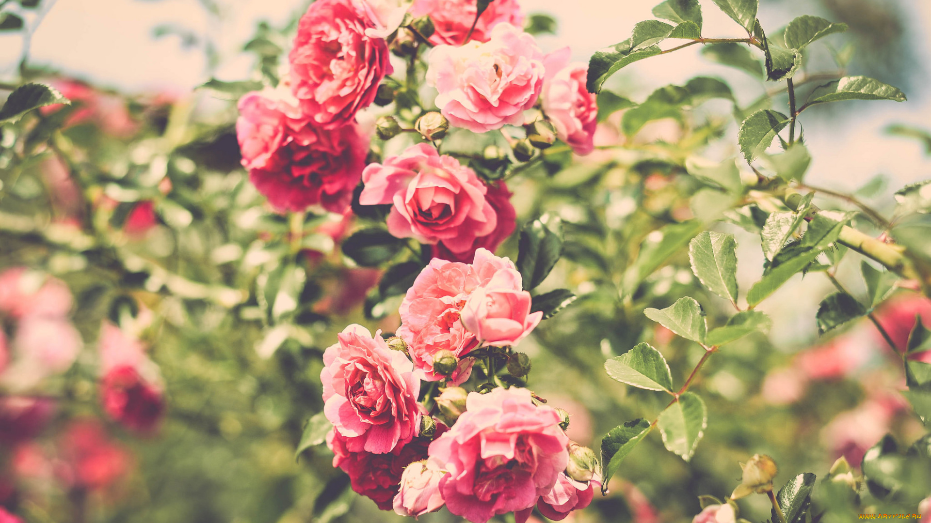 цветы, розы, природа, лето