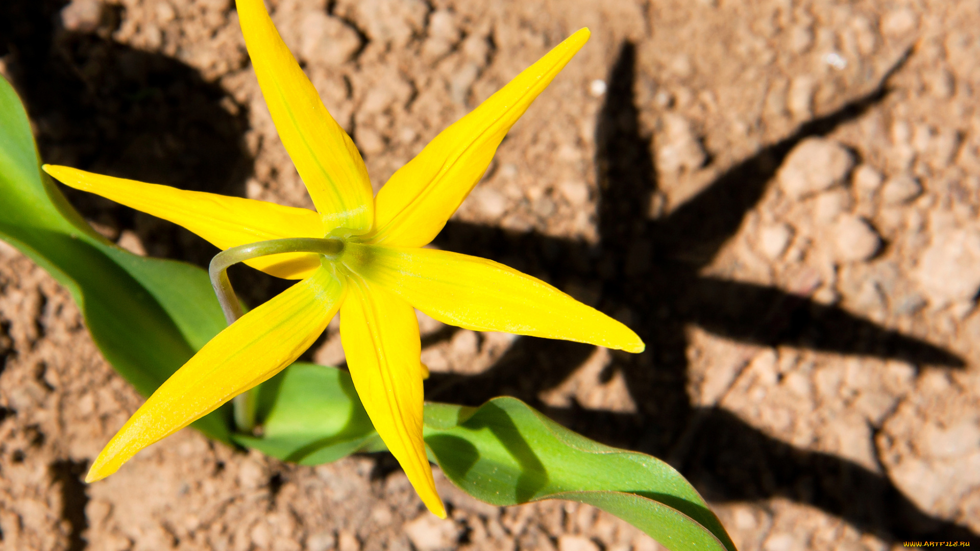 цветы, тюльпаны, тюльпан, лепестки, весна, жёлтый