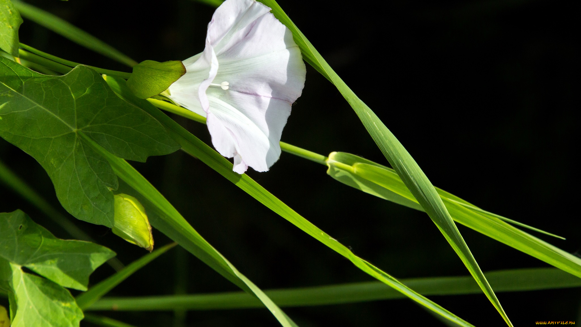 цветы, вьюнки, , ипомеи, белый, дикий, трава, вьюнок