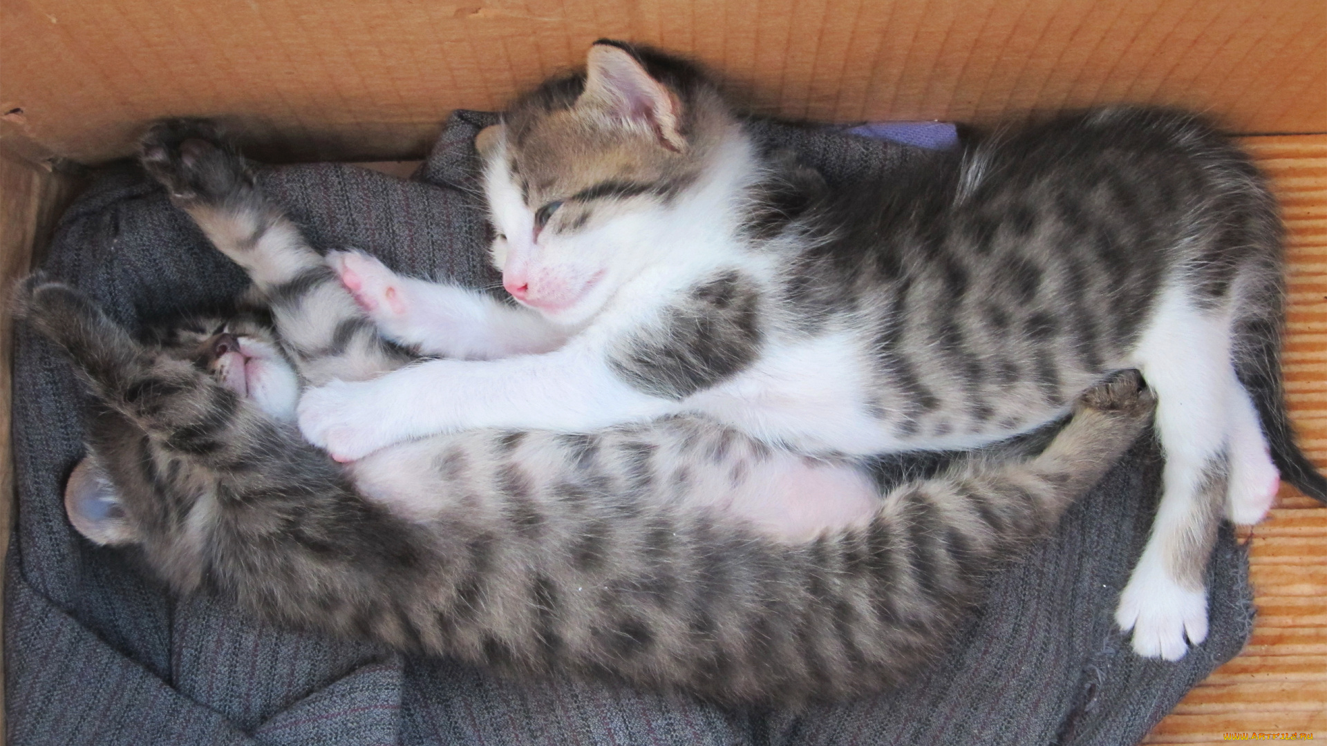 спящие, котята, животные, коты, умилительные, блаженство, сон, котята