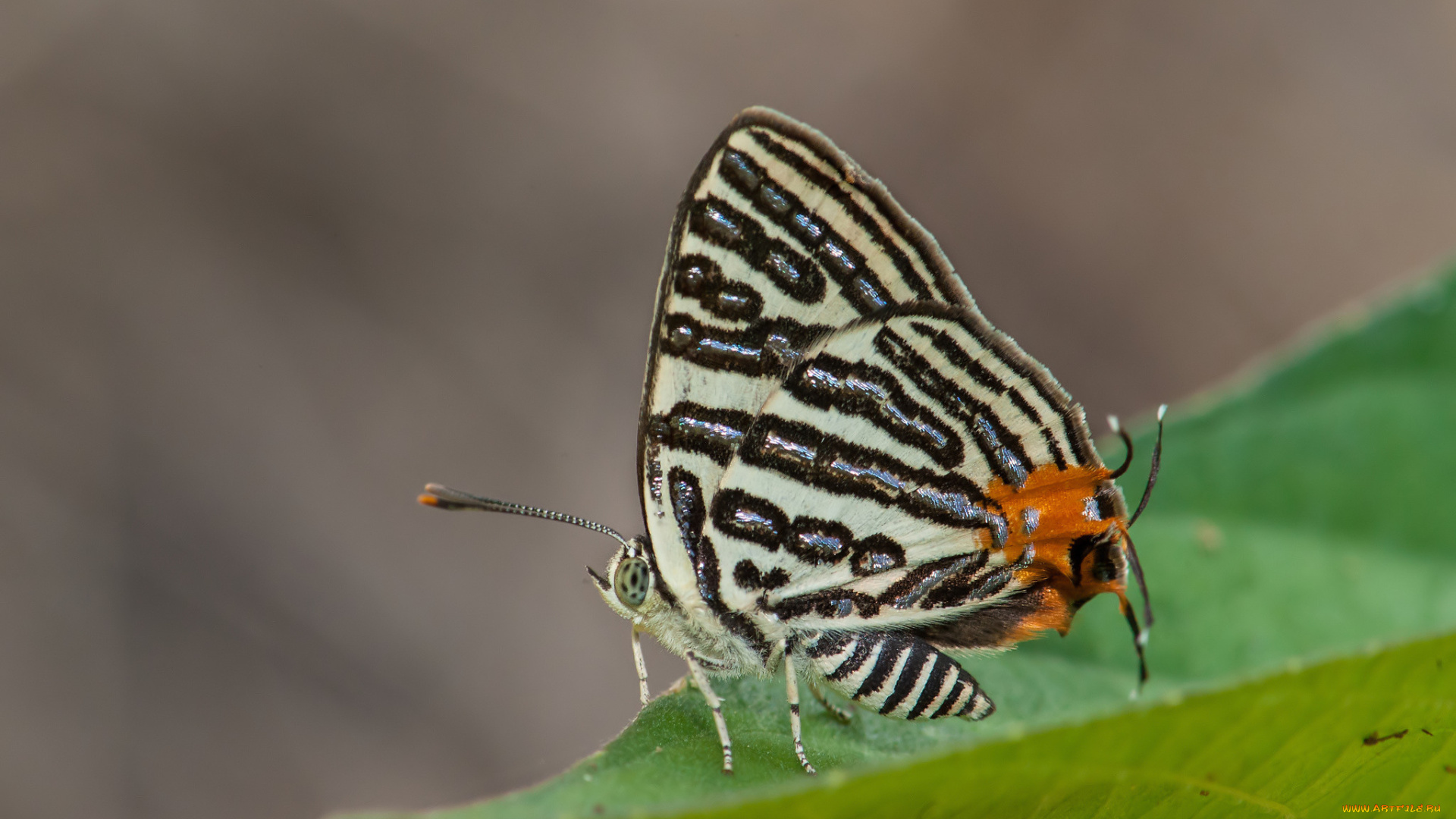 животные, бабочки, , мотыльки, , моли, бабочка, крылья, усики, фон, макро