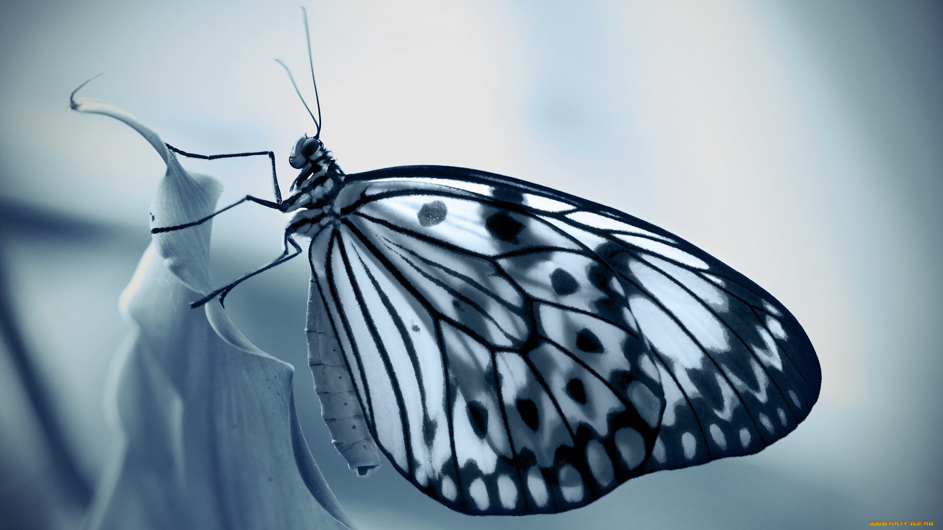 животные, бабочки, , мотыльки, , моли, бабочка, фон, природа