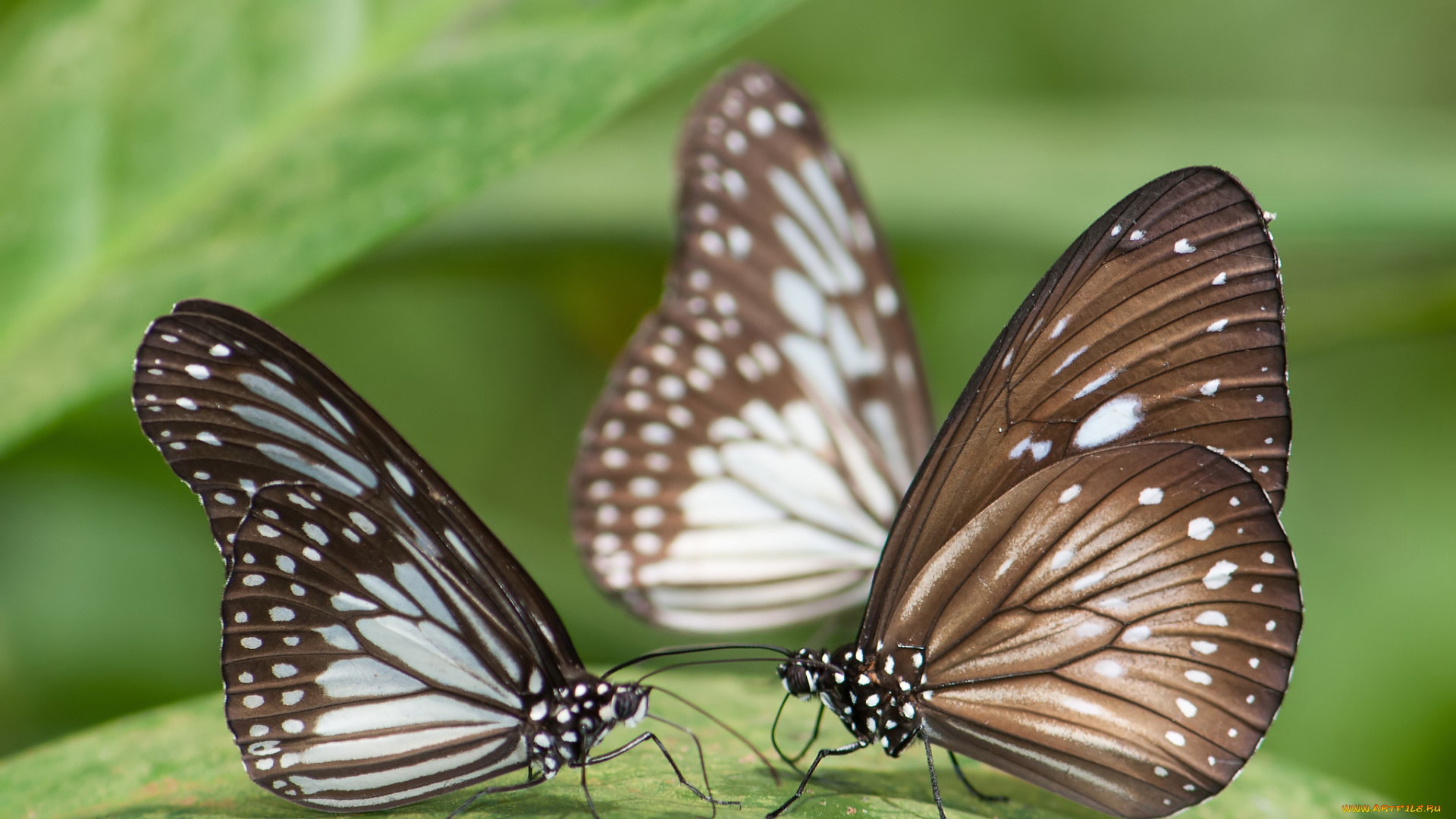 животные, бабочки, , мотыльки, , моли, бабочка, крылья, усики, фон, макро