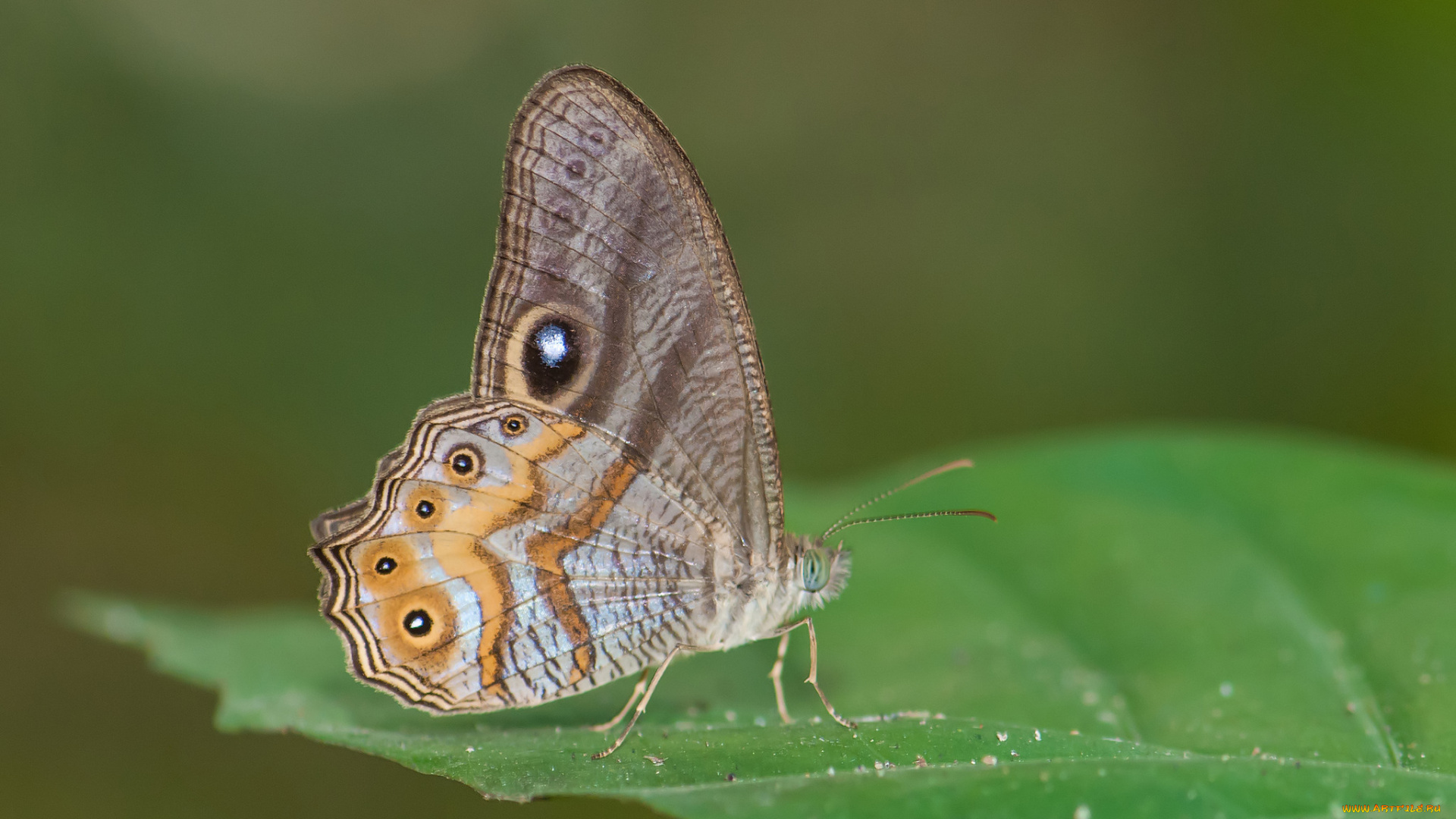 животные, бабочки, , мотыльки, , моли, бабочка, фон, макро, усики, крылья