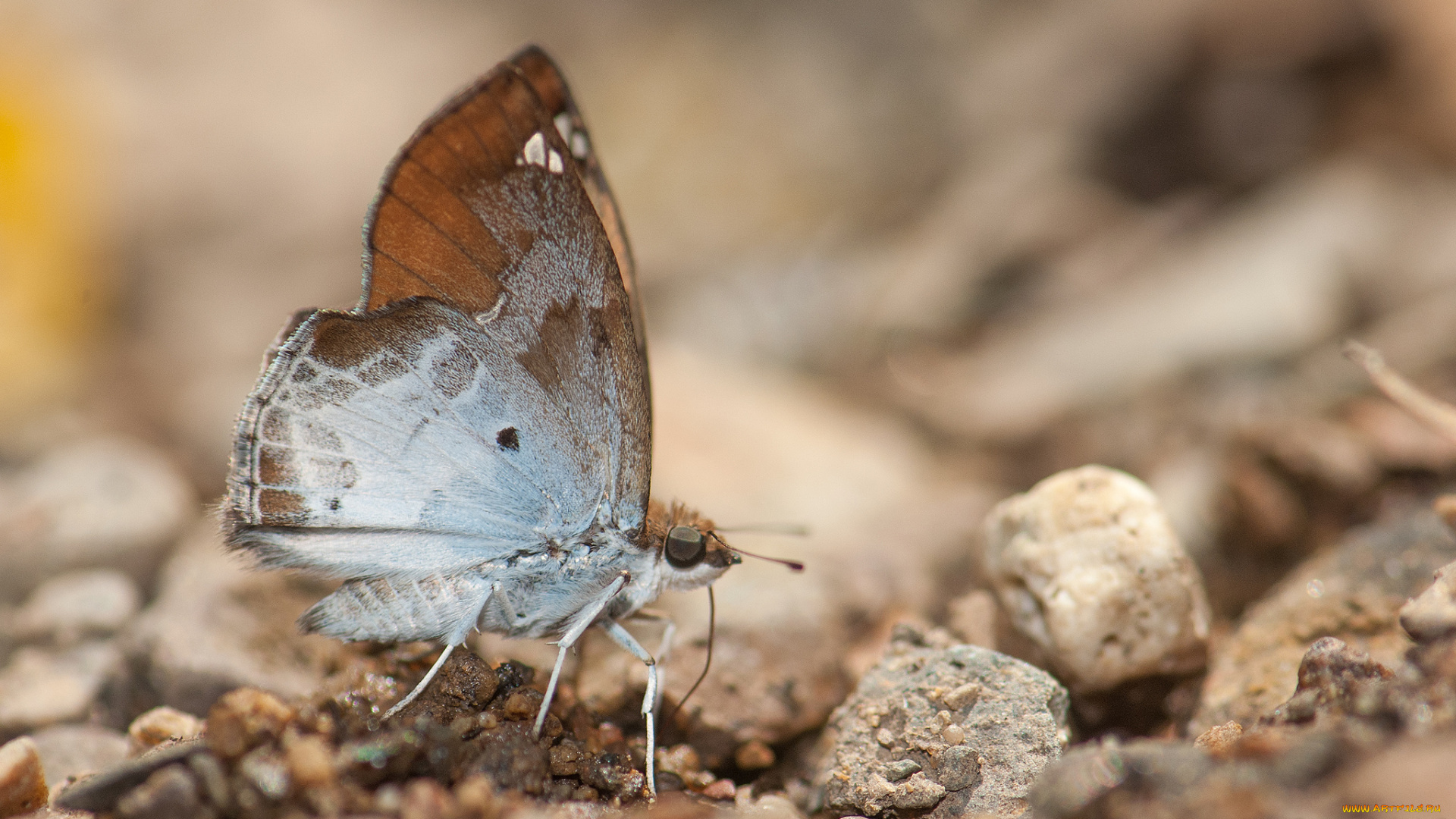 животные, бабочки, , мотыльки, , моли, крылья, усики, бабочка, макро, фон