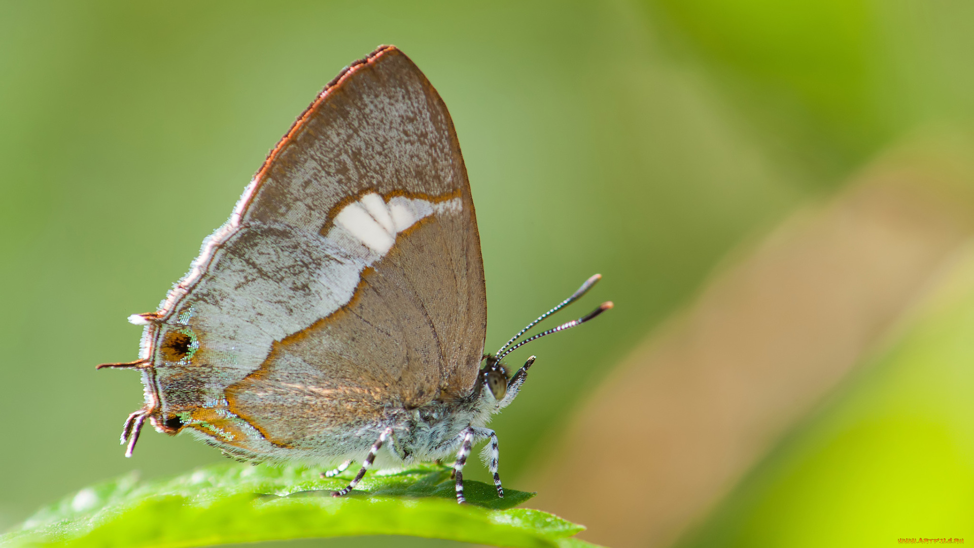 животные, бабочки, , мотыльки, , моли, крылья, усики, бабочка, фон, макро