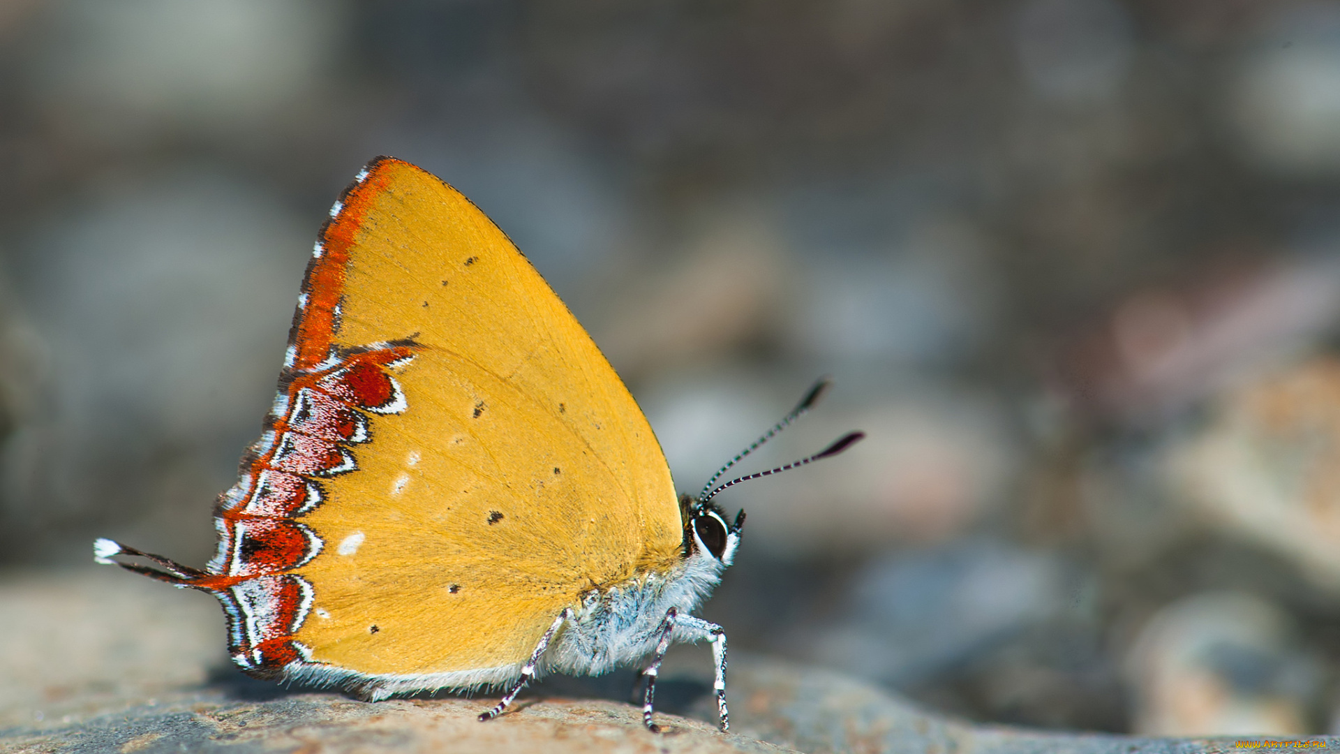 животные, бабочки, , мотыльки, , моли, макро, крылья, фон, усики, бабочка
