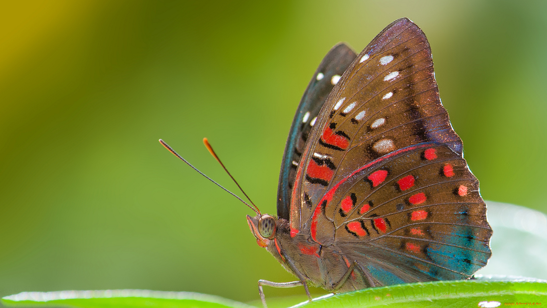 животные, бабочки, , мотыльки, , моли, усики, крылья, бабочка, макро, фон