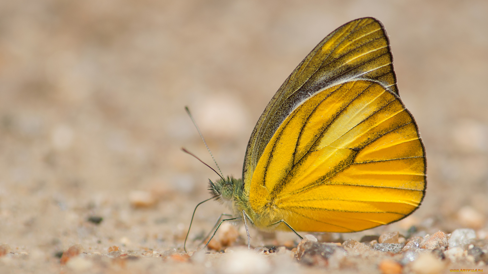 животные, бабочки, , мотыльки, , моли, усики, крылья, бабочка, макро, фон