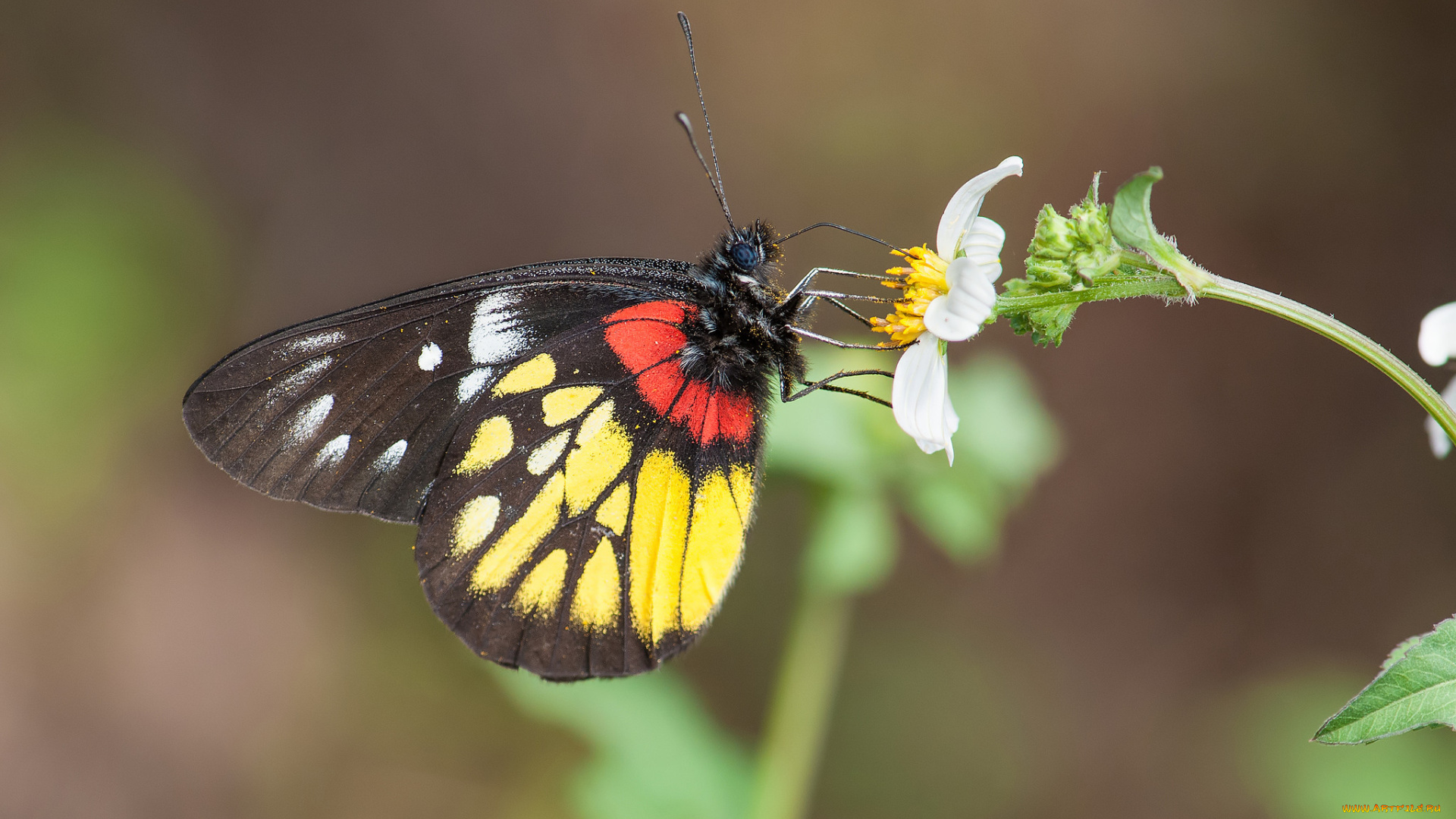 животные, бабочки, , мотыльки, , моли, усики, крылья, бабочка, макро, фон