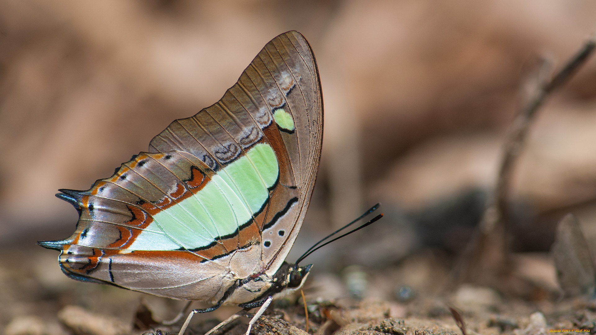 животные, бабочки, , мотыльки, , моли, усики, крылья, бабочка, макро, фон