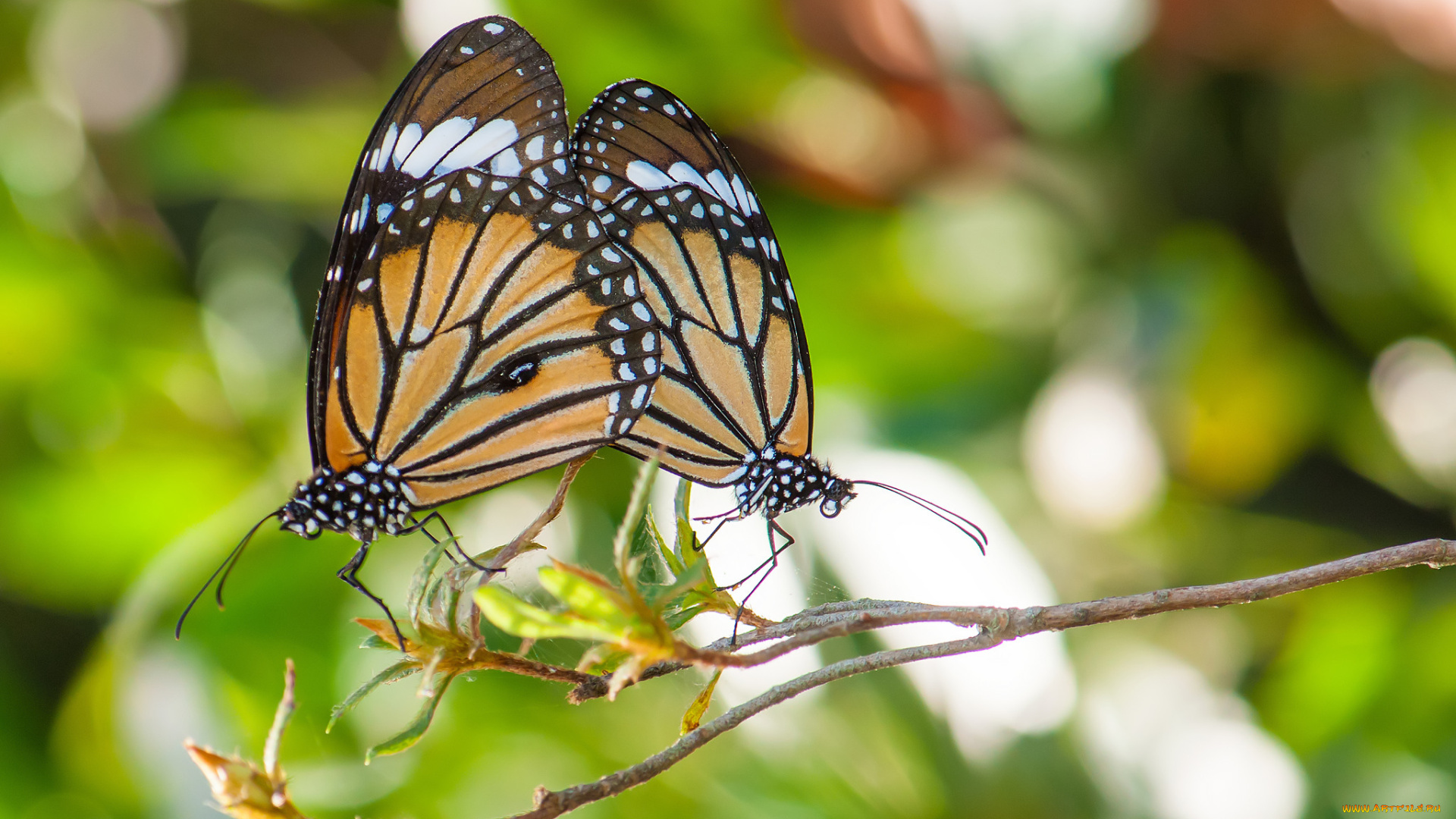 животные, бабочки, , мотыльки, , моли, усики, крылья, бабочка, фон, макро