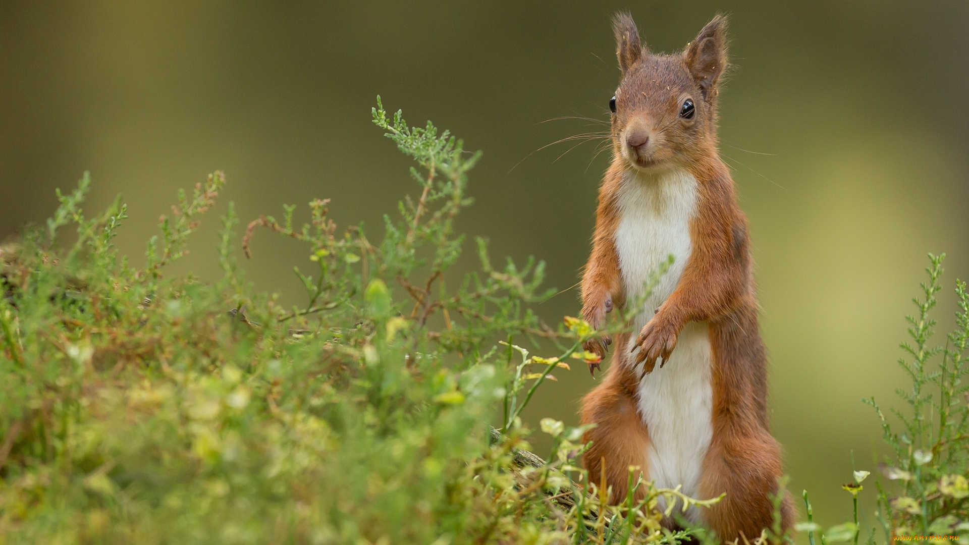 животные, белки, стойка, рыжая, белка