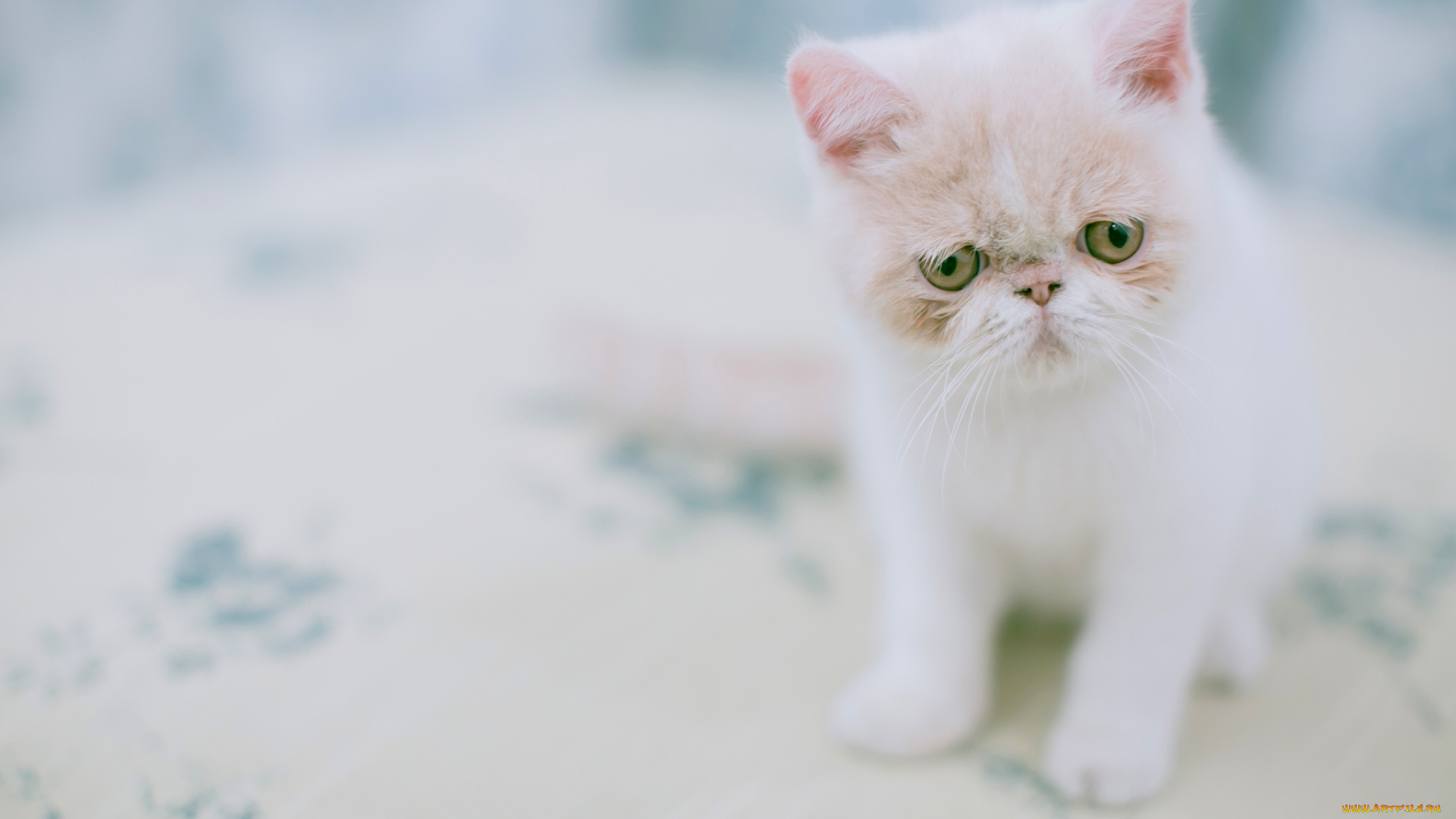 животные, коты, экзотическая, короткошёрстная, кошка, экзот, котёнок