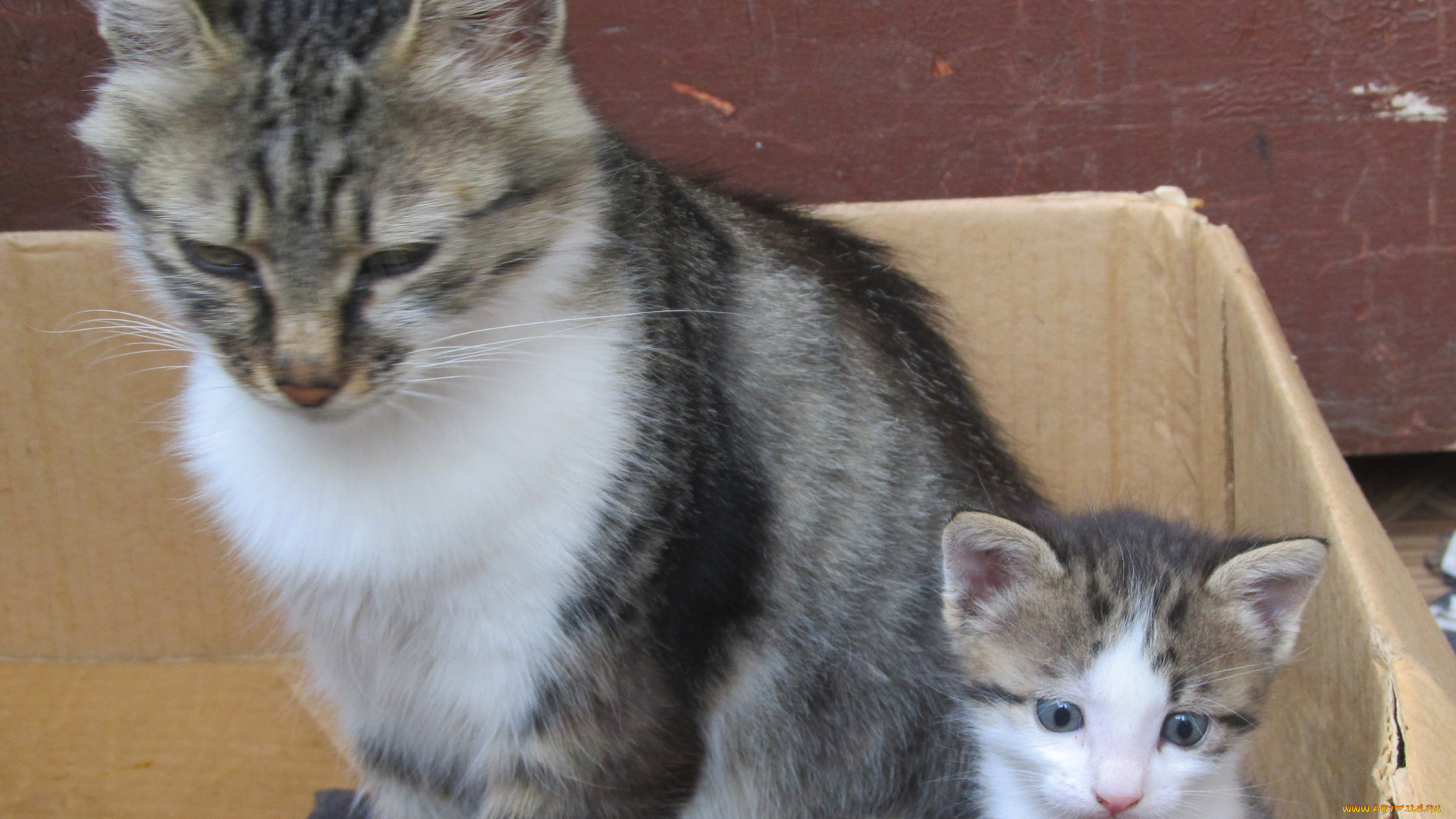 животные, коты, кошка, котенок, взгляд