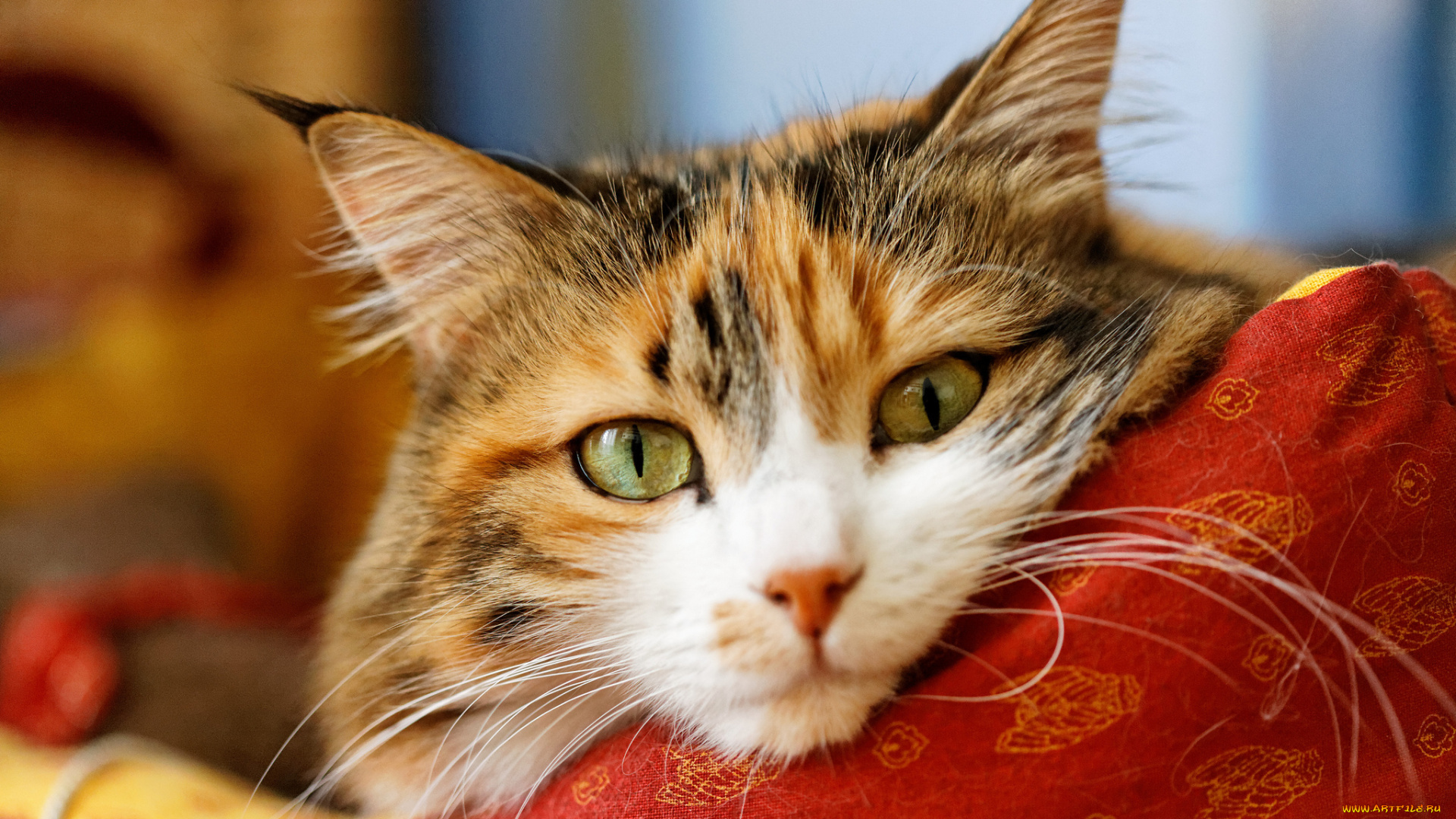 животные, коты, кот, кошка, морда, взгляд