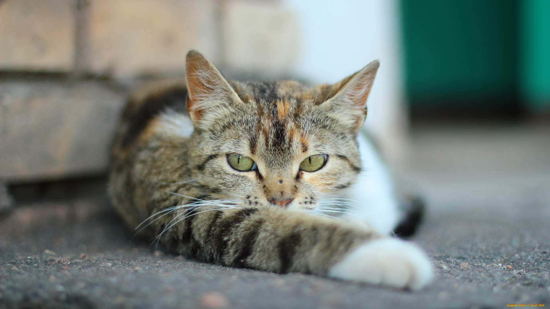 животные, коты, кот, лапка, котяра, кошак