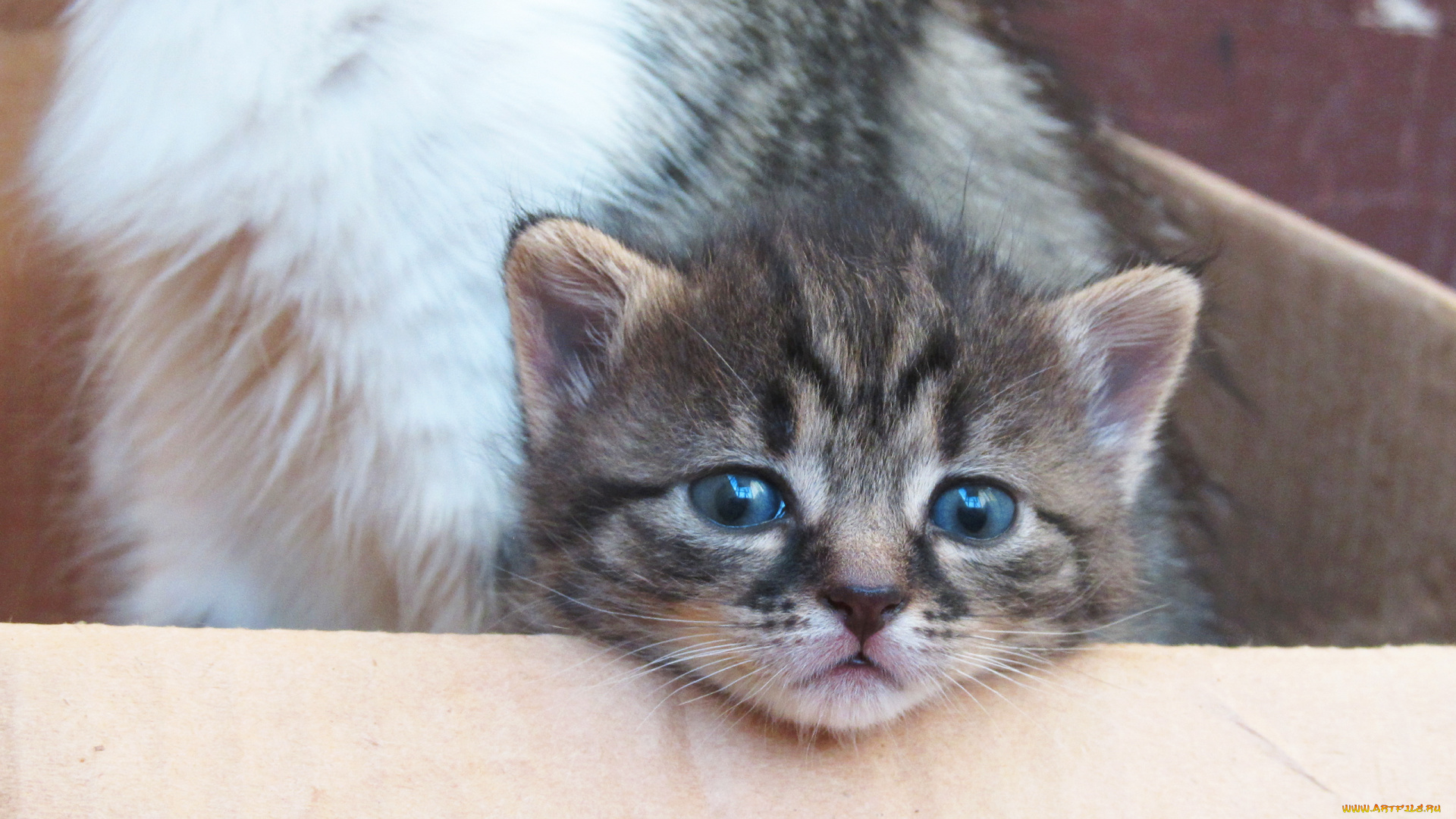 животные, коты, котенок, мордочка, голубые, глаза