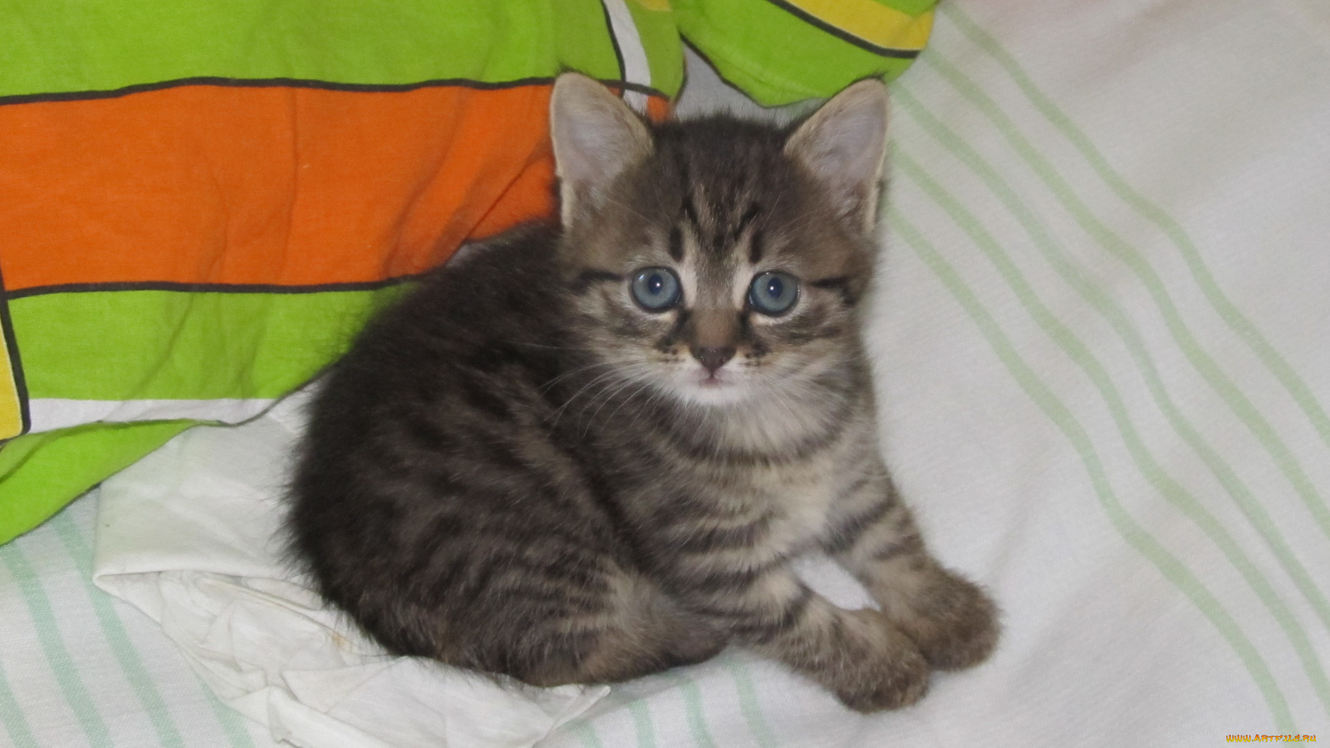 животные, коты, серый, котенок, взгляд