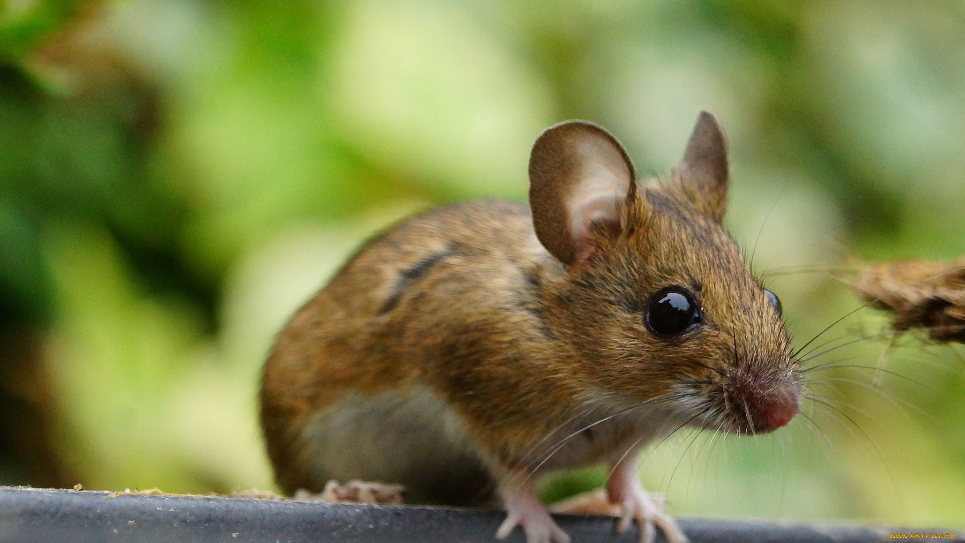 животные, крысы, , мыши, мышка
