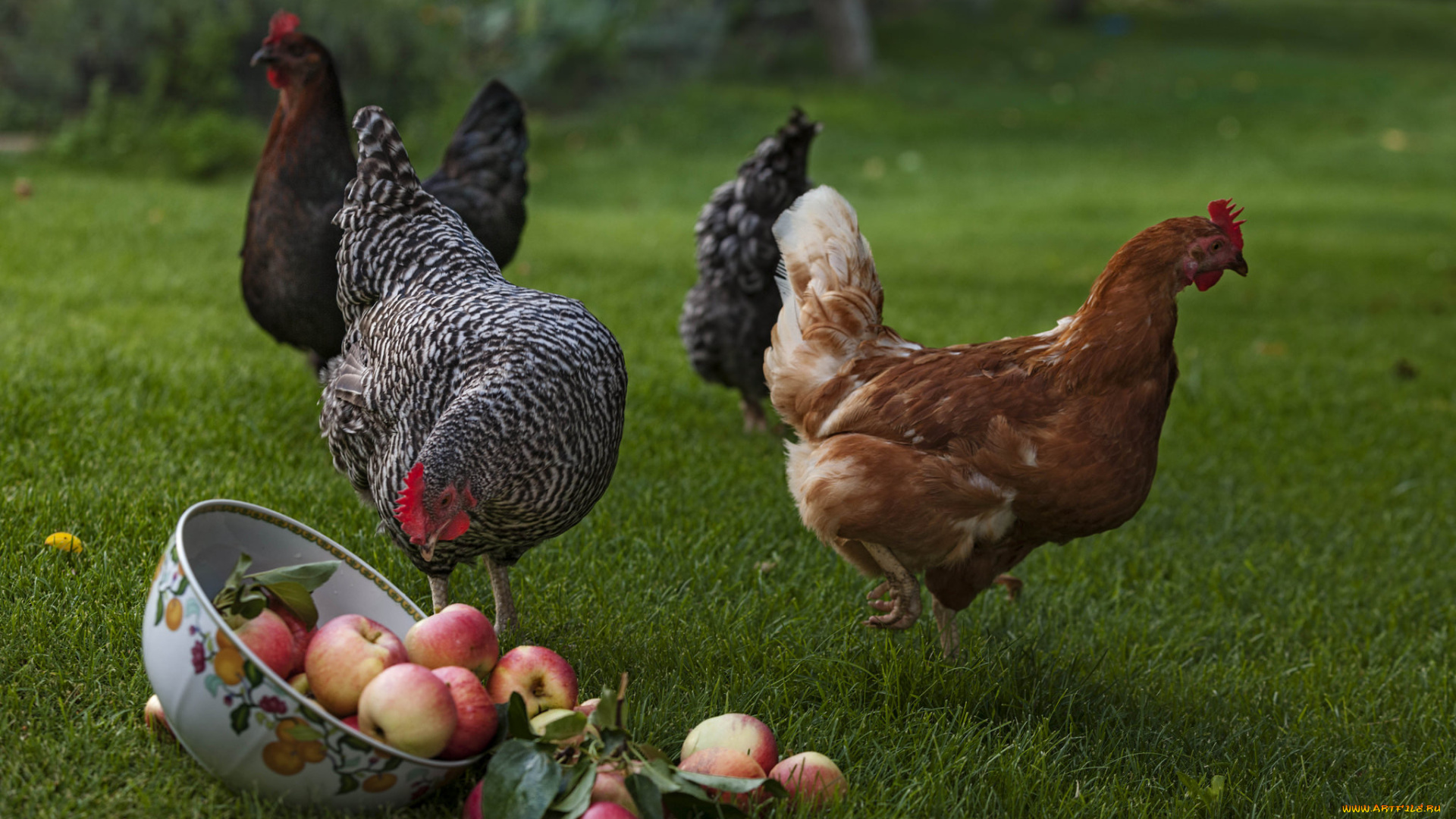 животные, куры, , петухи, яблоки