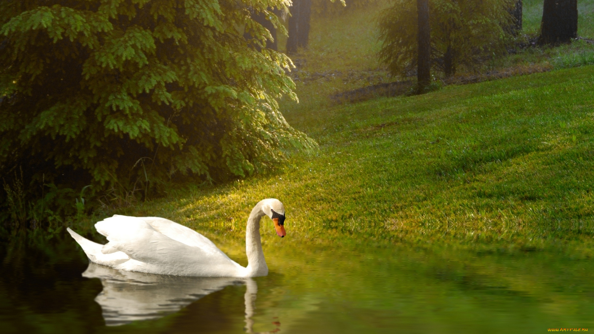 животные, лебеди, лебедь, фон, птица