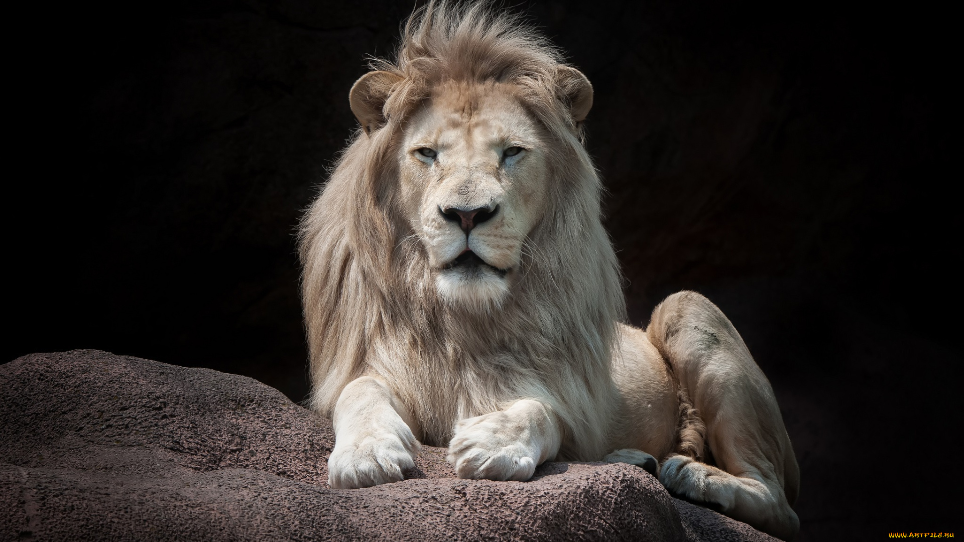 животные, львы, царь