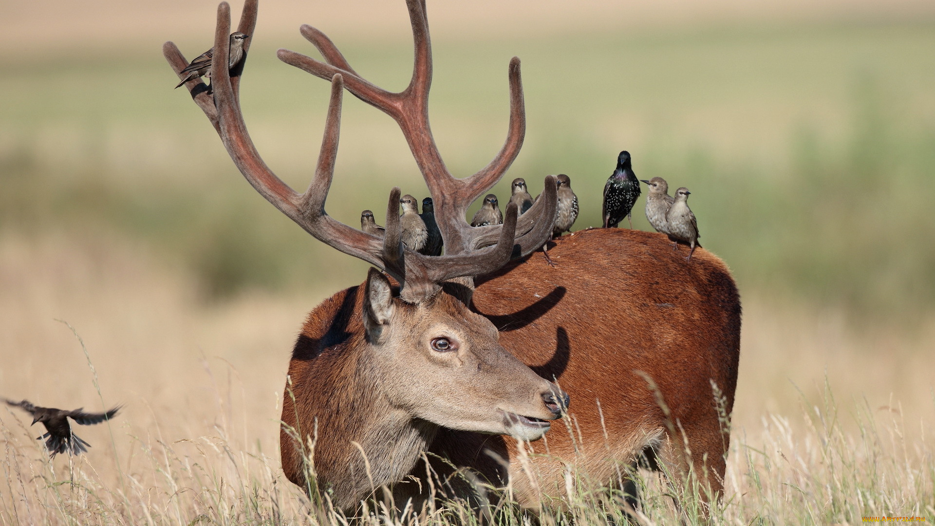 животные, олени, птицы, олень, природа