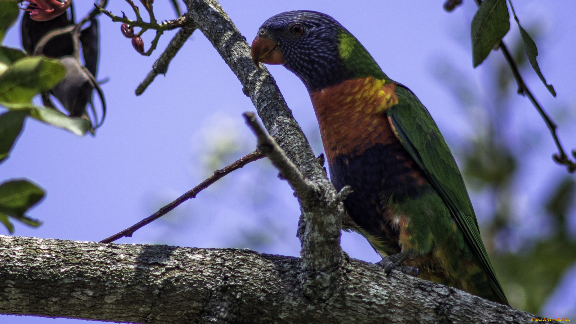 животные, попугаи, попугай, ветка
