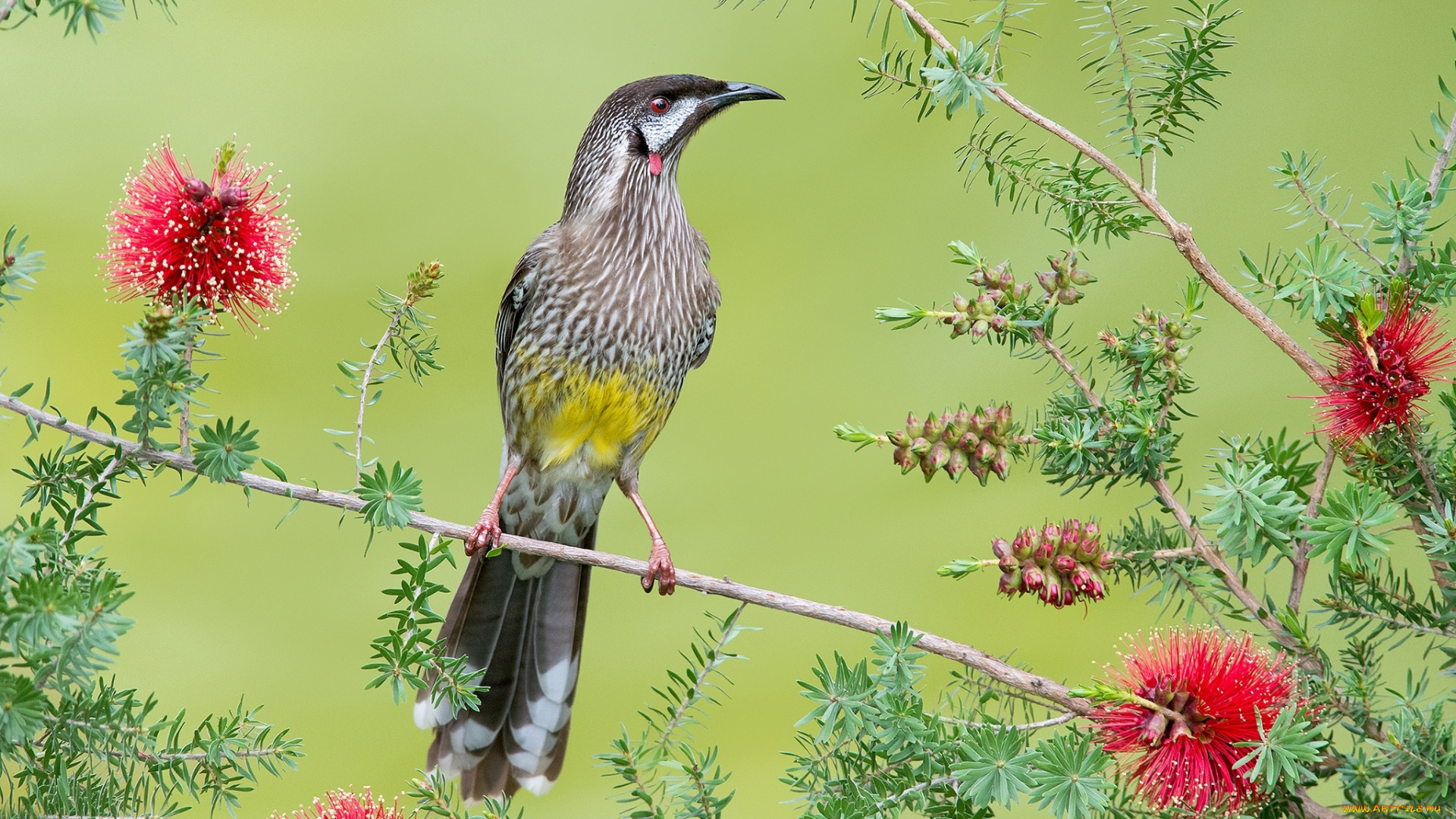 животные, птицы, перья, цветы, ветка, птица