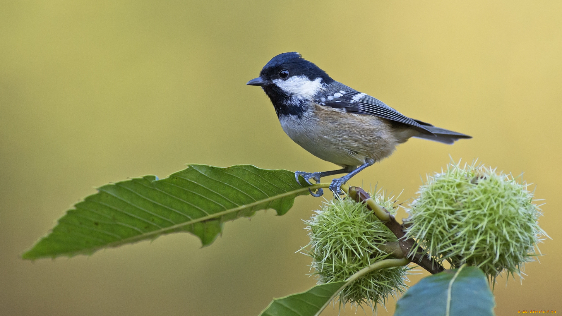 животные, синицы, , лазоревки, конский, каштан, синица, птица