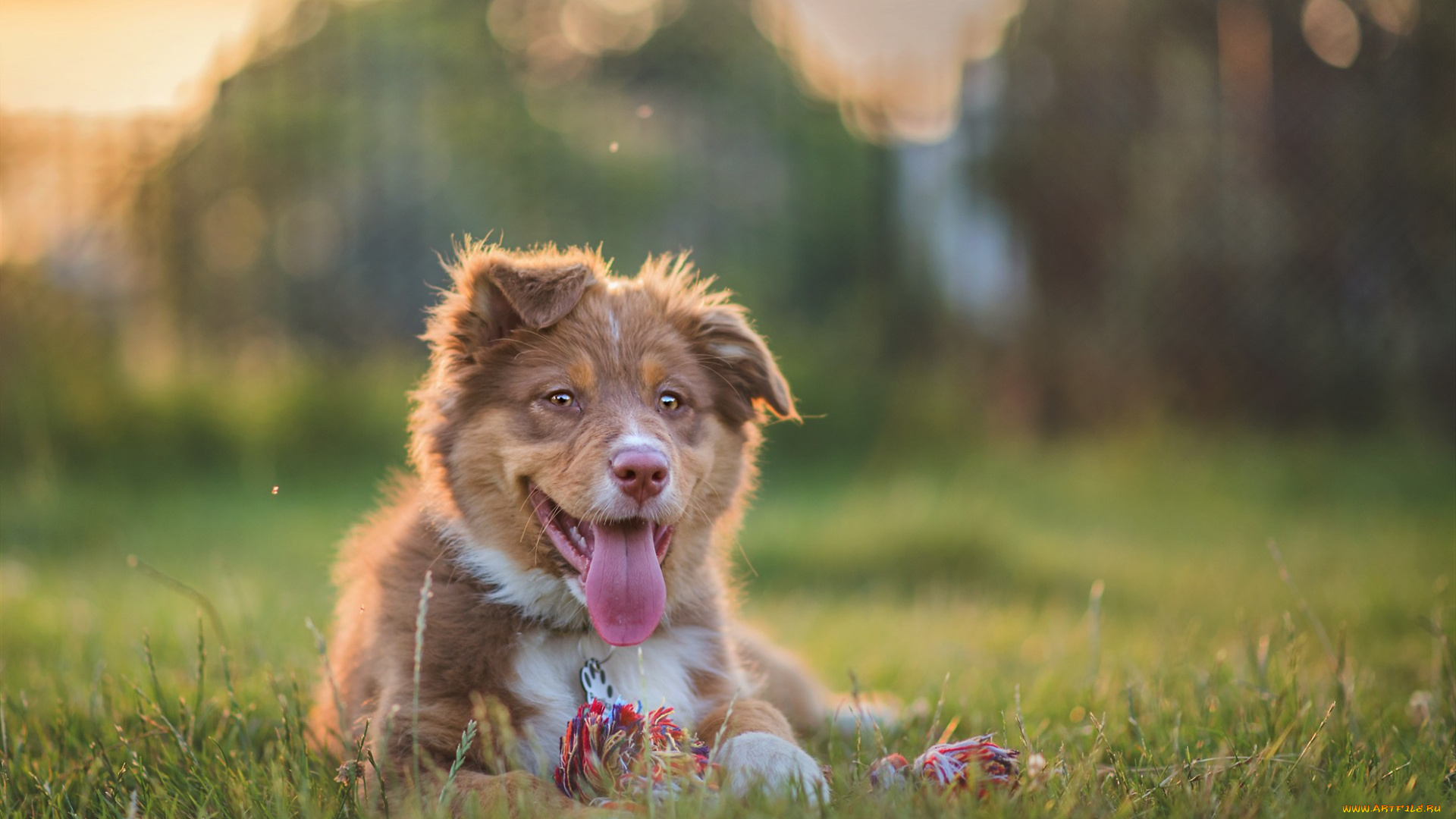 животные, собаки, австралийская, овчарка, аусси, собака, щенок, язык