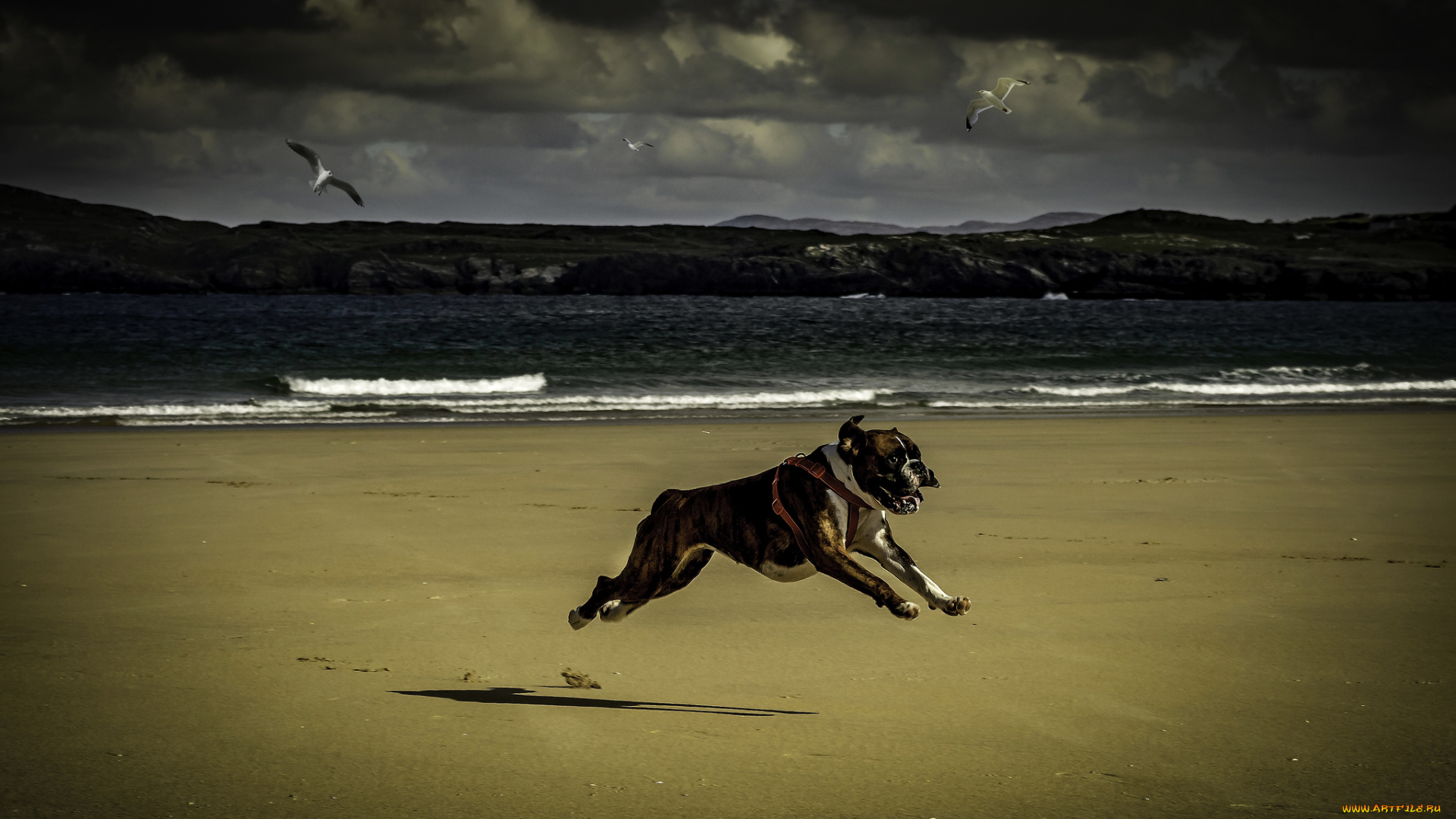 животные, собаки, чайки, море, тучи, пляж, движение, бег, пёс