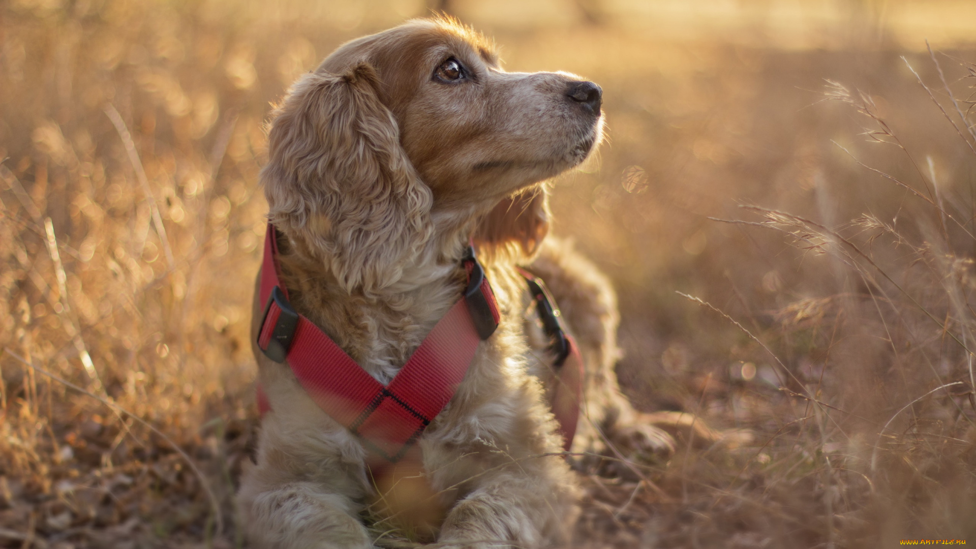 животные, собаки, друг, взгляд, собака