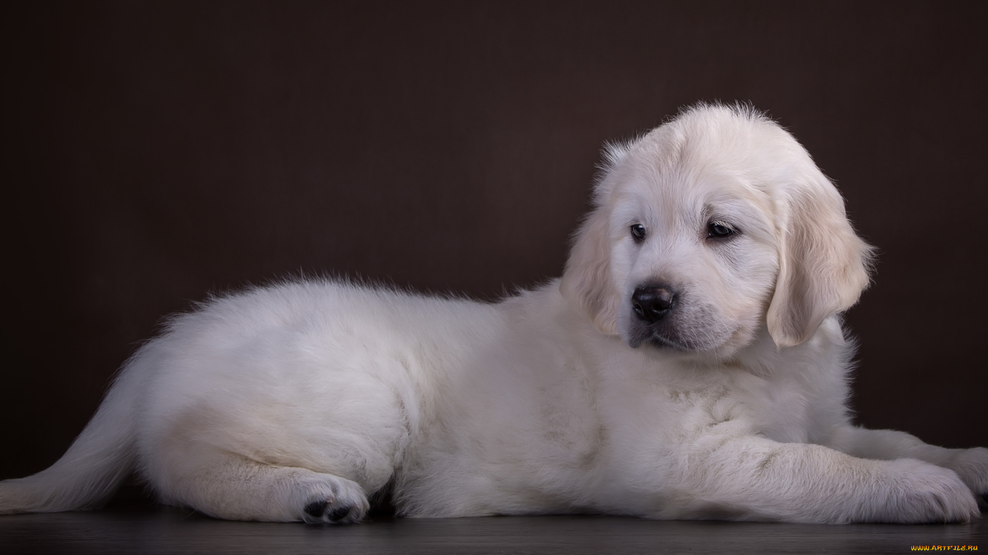 животные, собаки, ретривер, щенок, белый