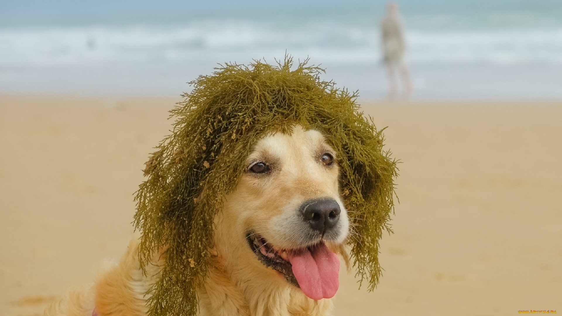 животные, собаки, собака, водоросли