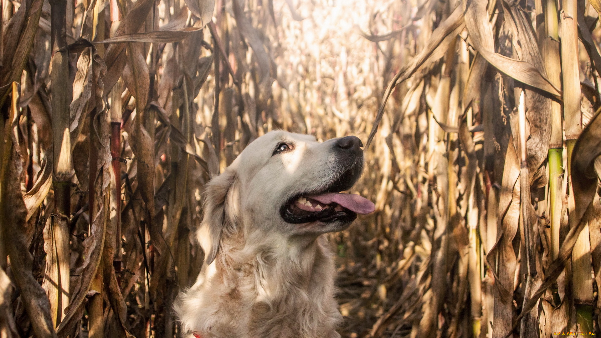 животные, собаки, собака, взгляд, друг