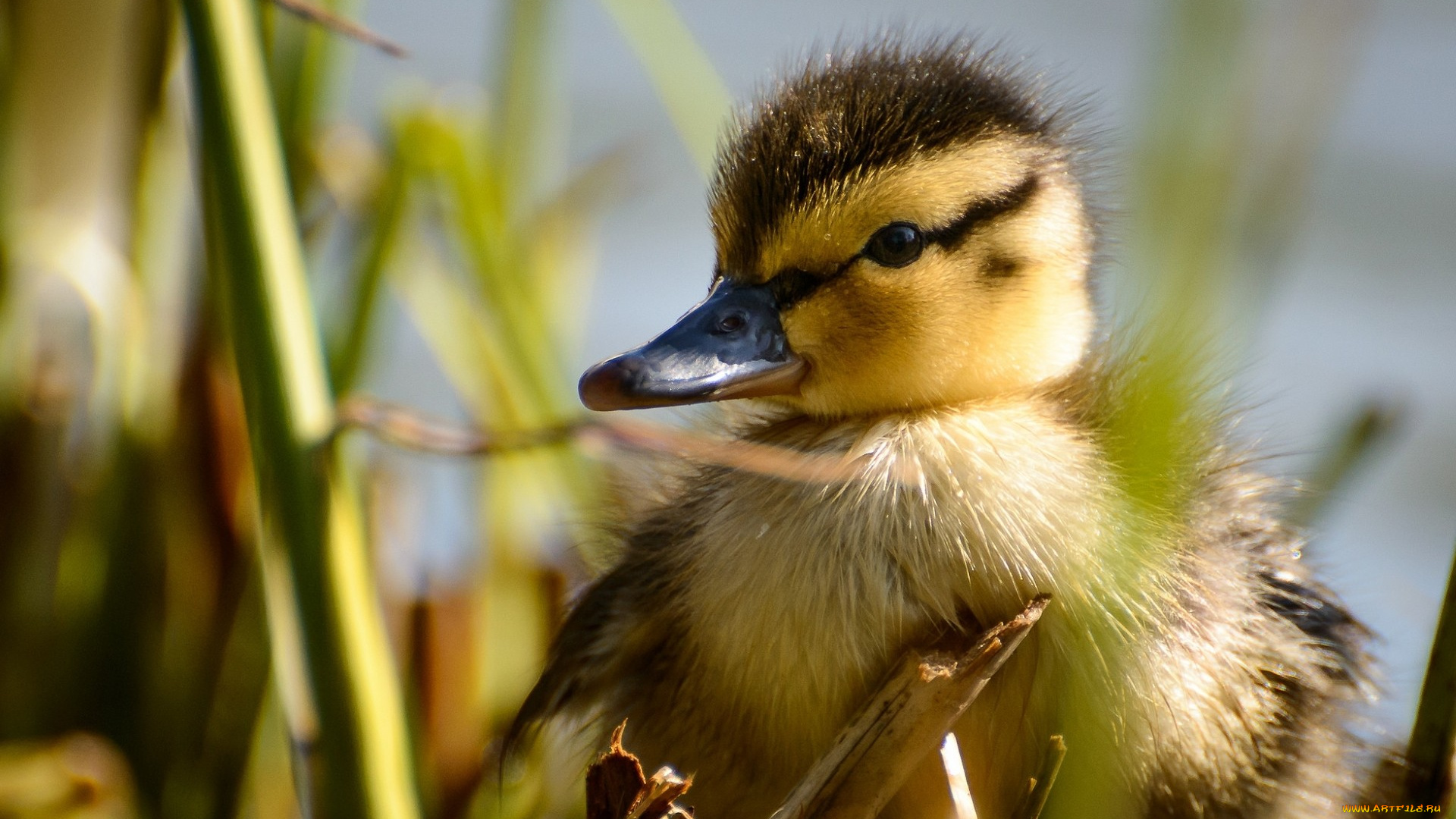 животные, утки, утенок, птица, малыш, утка