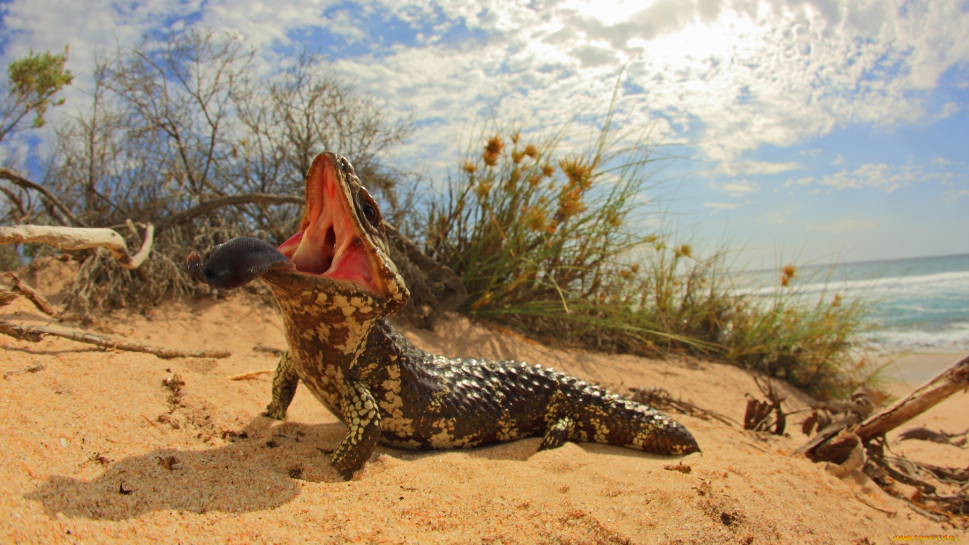 животные, Ящерицы, , игуаны, , вараны, короткохвостый, сцинк, короткохвост, ящерица, пасть, язык