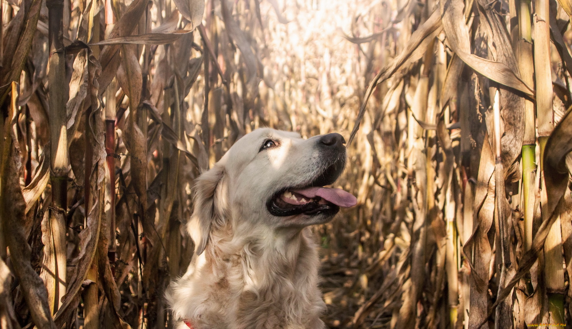животные, собаки, собака, взгляд, друг