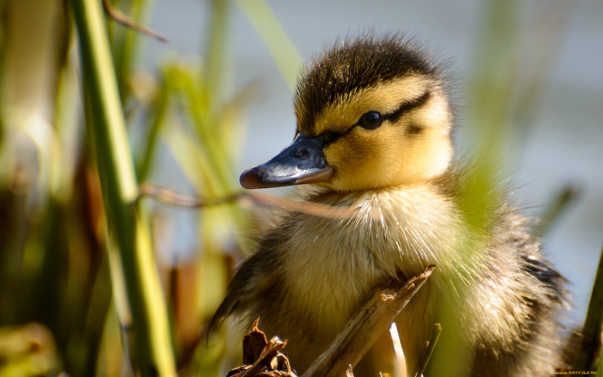 животные, утки, утенок, птица, малыш, утка